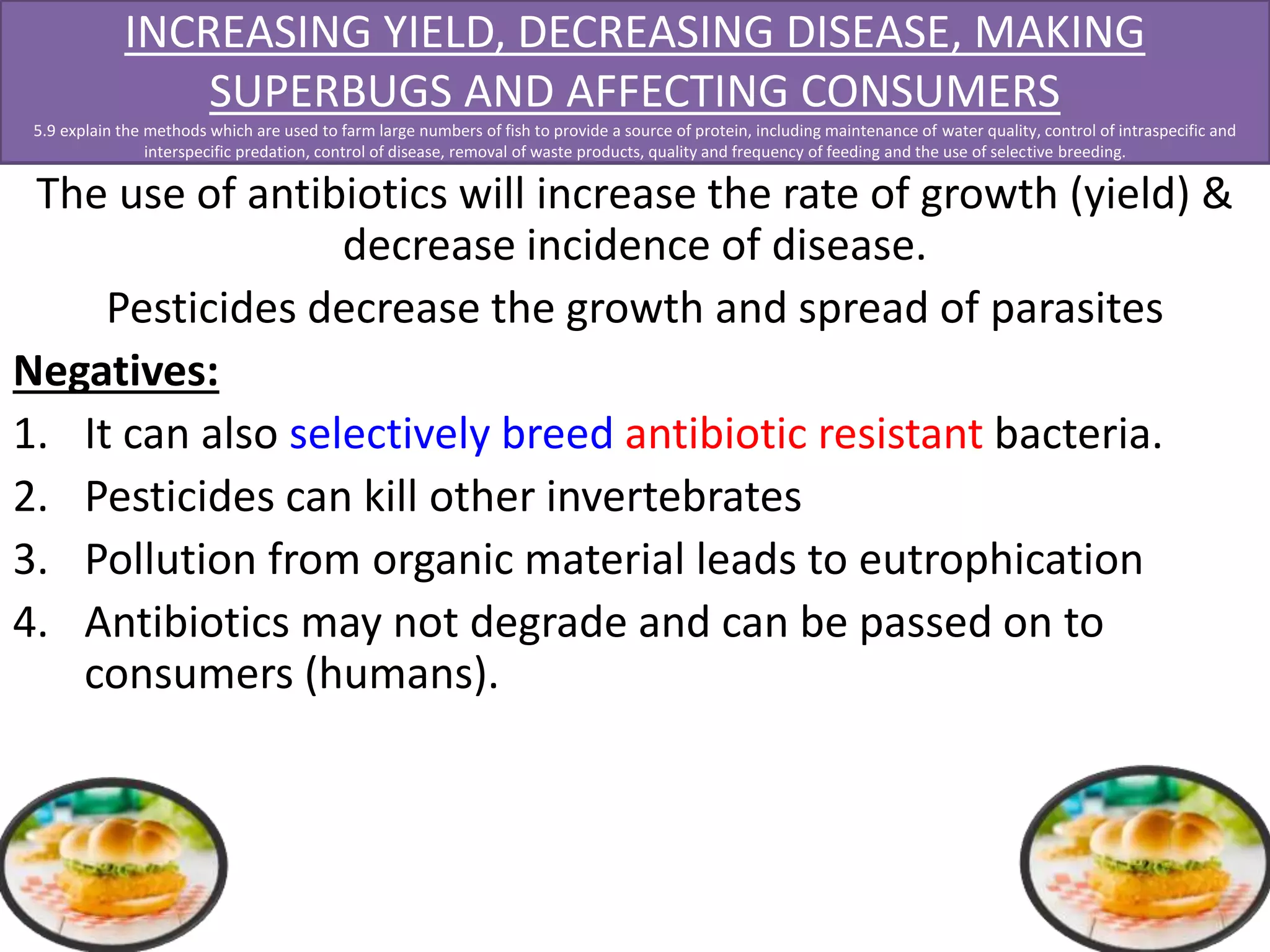INCREASING YIELD, DECREASING DISEASE, MAKING 
SUPERBUGS AND AFFECTING CONSUMERS 
5.9 explain the methods which are used to farm large numbers of fish to provide a source of protein, including maintenance of water quality, control of intraspecific and 
interspecific predation, control of disease, removal of waste products, quality and frequency of feeding and the use of selective breeding. 
The use of antibiotics will increase the rate of growth (yield) & 
decrease incidence of disease. 
Pesticides decrease the growth and spread of parasites 
Negatives: 
1. It can also selectively breed antibiotic resistant bacteria. 
2. Pesticides can kill other invertebrates 
3. Pollution from organic material leads to eutrophication 
4. Antibiotics may not degrade and can be passed on to 
consumers (humans). 
 