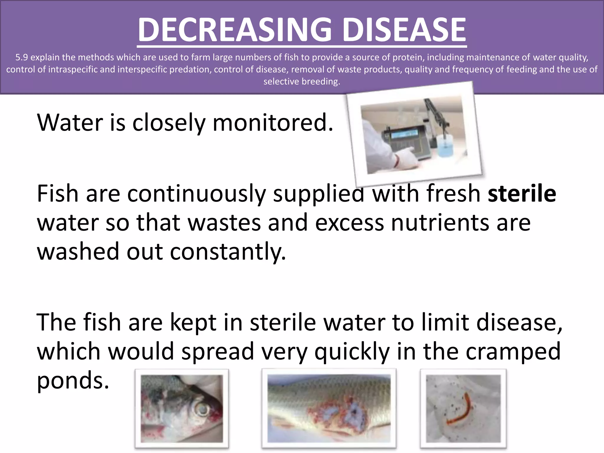 DECREASING DISEASE 
5.9 explain the methods which are used to farm large numbers of fish to provide a source of protein, including maintenance of water quality, 
control of intraspecific and interspecific predation, control of disease, removal of waste products, quality and frequency of feeding and the use of 
selective breeding. 
Water is closely monitored. 
Fish are continuously supplied with fresh sterile 
water so that wastes and excess nutrients are 
washed out constantly. 
The fish are kept in sterile water to limit disease, 
which would spread very quickly in the cramped 
ponds. 
 