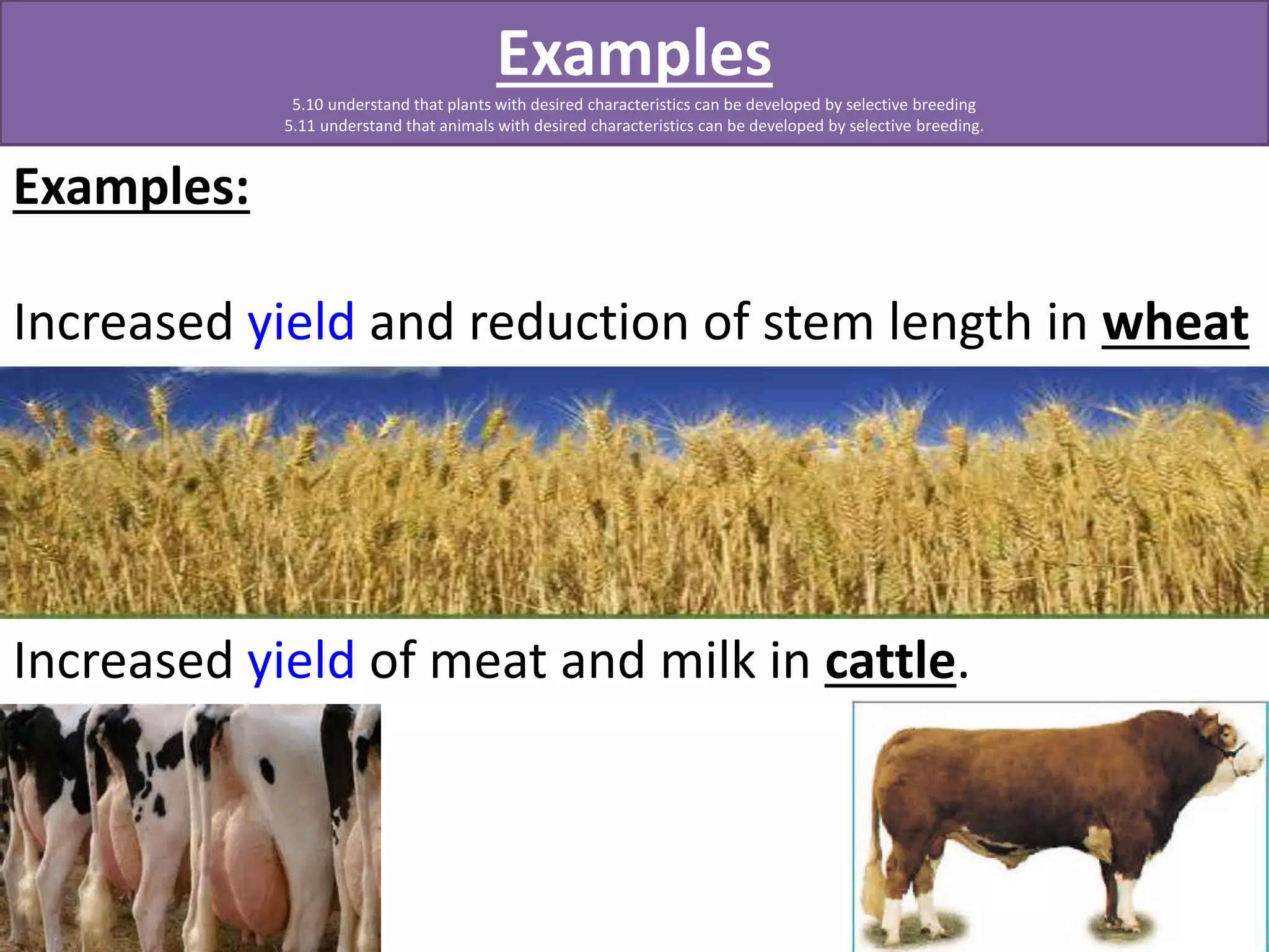 Examples: 
Examples 
5.10 understand that plants with desired characteristics can be developed by selective breeding 
5.11 understand that animals with desired characteristics can be developed by selective breeding. 
Increased yield and reduction of stem length in wheat 
Increased yield of meat and milk in cattle. 
 