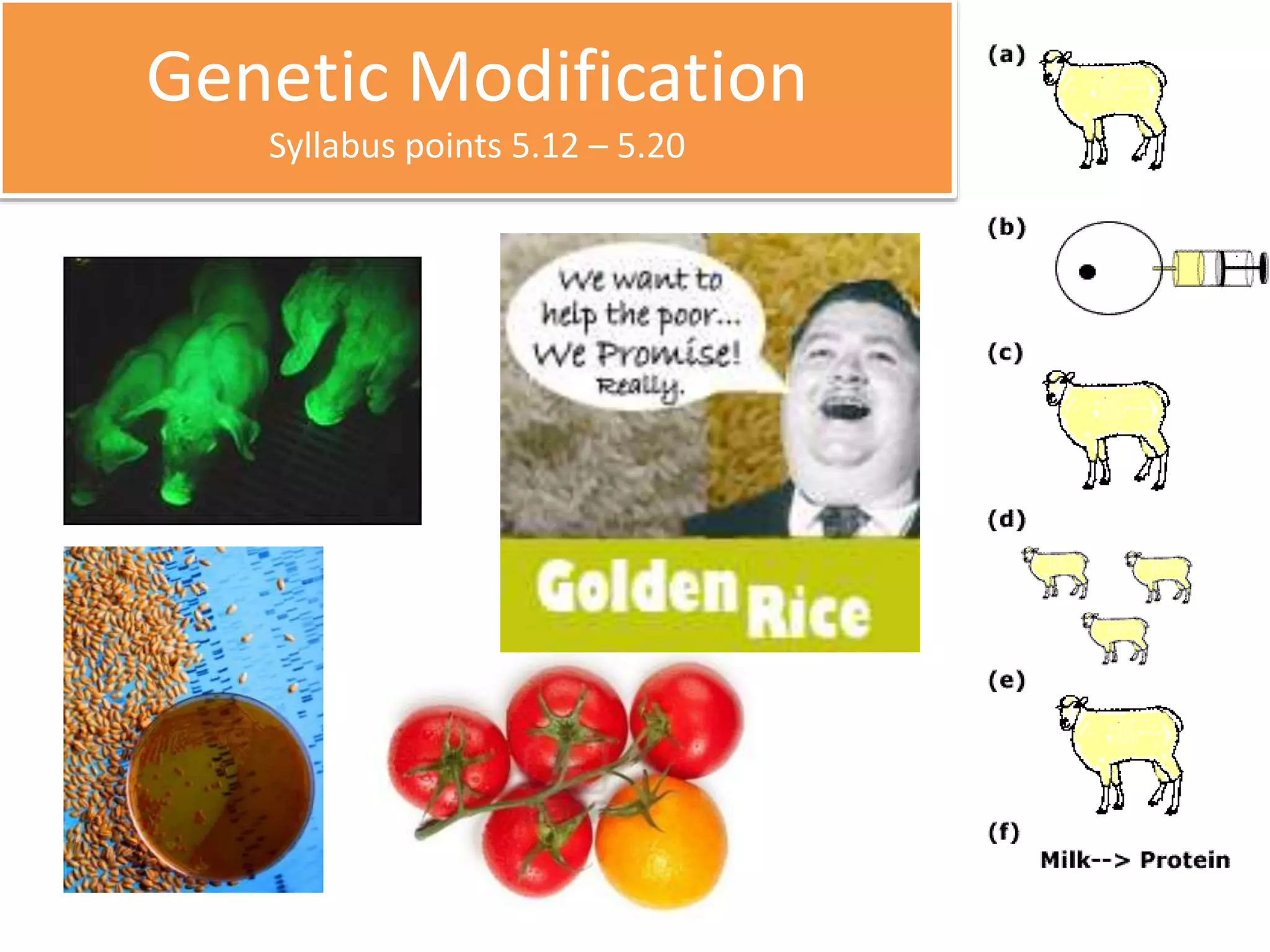 Genetic Modification 
Syllabus points 5.12 – 5.20 
 