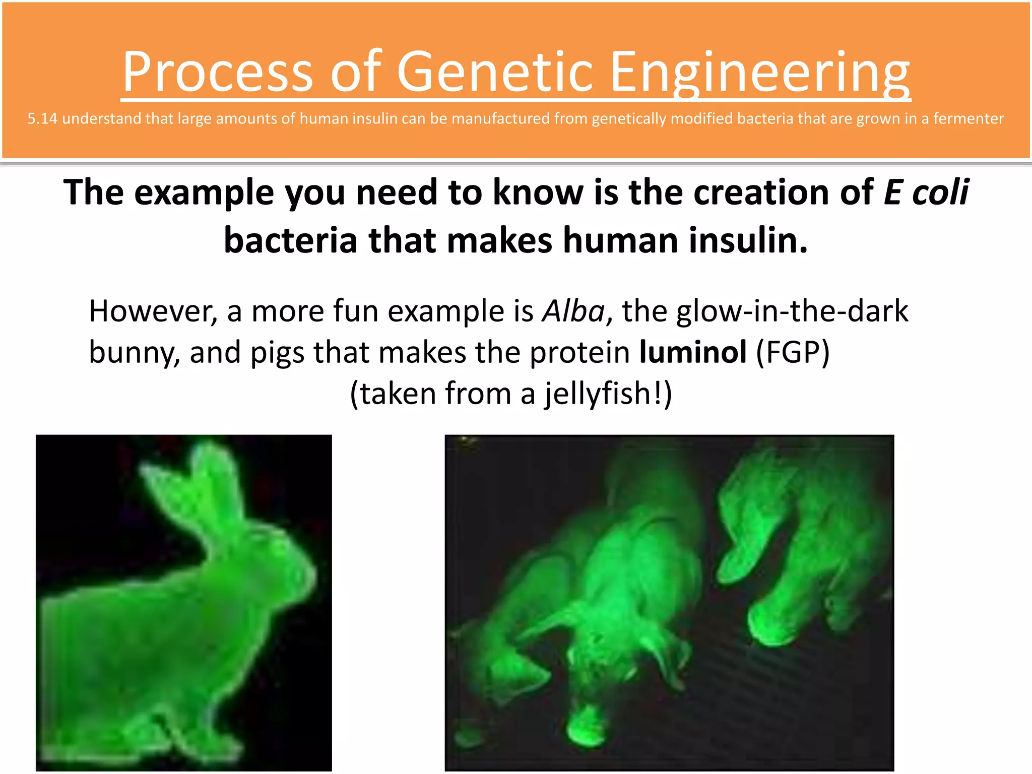Process of Genetic Engineering 
5.14 understand that large amounts of human insulin can be manufactured from genetically modified bacteria that are grown in a fermenter 
The example you need to know is the creation of E coli 
bacteria that makes human insulin. 
However, a more fun example is Alba, the glow-in-the-dark 
bunny, and pigs that makes the protein luminol (FGP) 
(taken from a jellyfish!) 
 