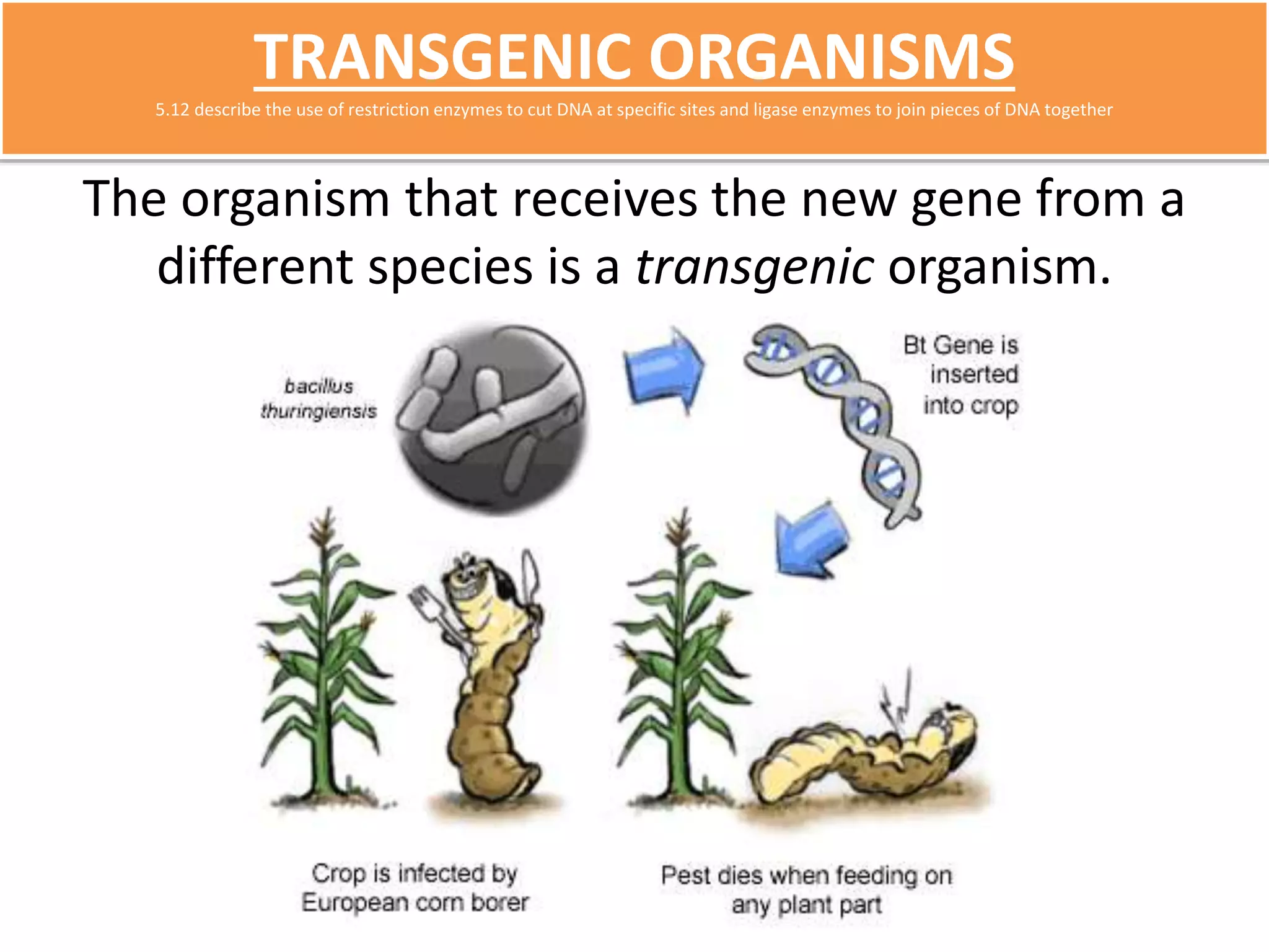 TRANSGENIC ORGANISMS 
5.12 describe the use of restriction enzymes to cut DNA at specific sites and ligase enzymes to join pieces of DNA together 
The organism that receives the new gene from a 
different species is a transgenic organism. 
 
