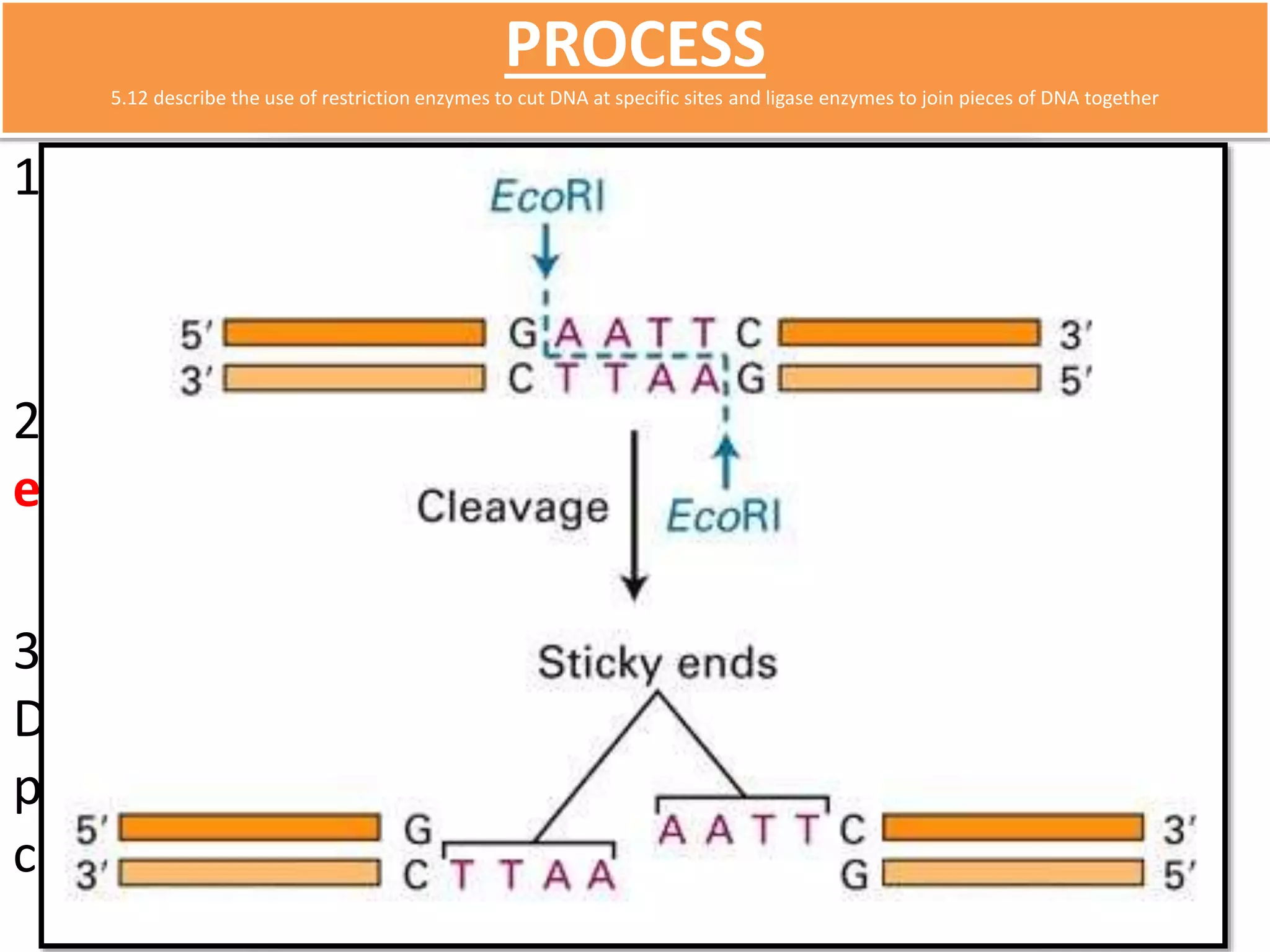 PROCESS 
5.12 describe the use of restriction enzymes to cut DNA at specific sites and ligase enzymes to join pieces of DNA together 
1) Plasmids are isolated from a bacterium. 
2) They are cut open with a specific restriction 
enzyme. 
3) The gene to be transferred is cut from the donor 
DNA using the same restriction enzyme, so that the 
plasmid and the gene have the same sticky ends and 
can be joined together. (ends match) 
 