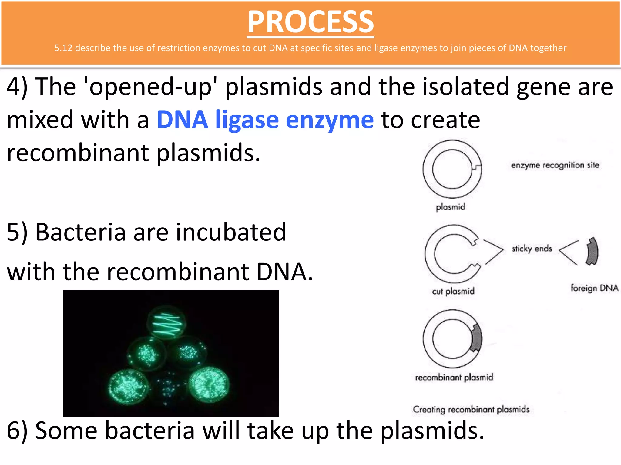 PROCESS 
5.12 describe the use of restriction enzymes to cut DNA at specific sites and ligase enzymes to join pieces of DNA together 
4) The 'opened-up' plasmids and the isolated gene are 
mixed with a DNA ligase enzyme to create 
recombinant plasmids. 
5) Bacteria are incubated 
with the recombinant DNA. 
6) Some bacteria will take up the plasmids. 
 