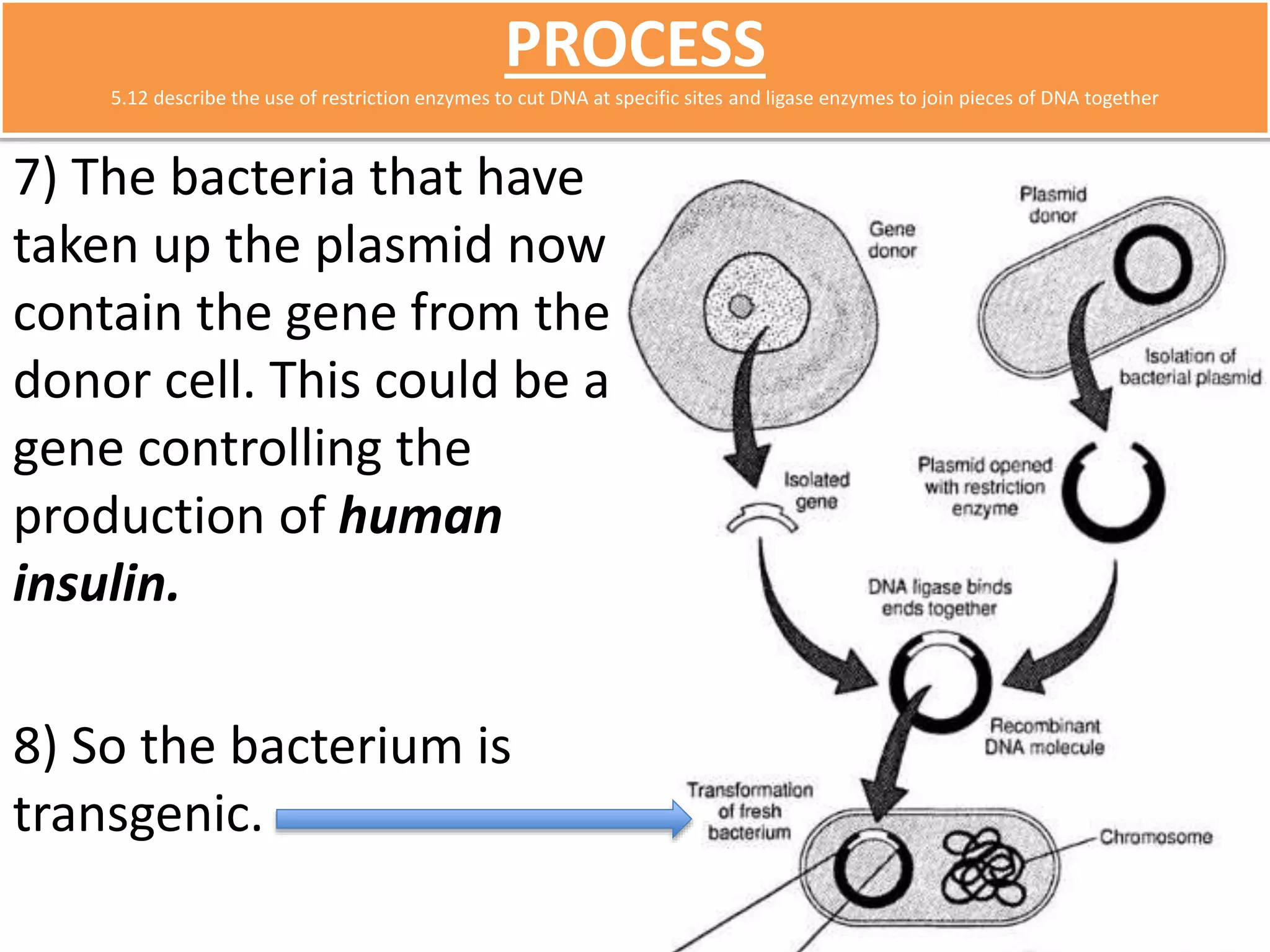 PROCESS 
5.12 describe the use of restriction enzymes to cut DNA at specific sites and ligase enzymes to join pieces of DNA together 
7) The bacteria that have 
taken up the plasmid now 
contain the gene from the 
donor cell. This could be a 
gene controlling the 
production of human 
insulin. 
8) So the bacterium is 
transgenic. 
 