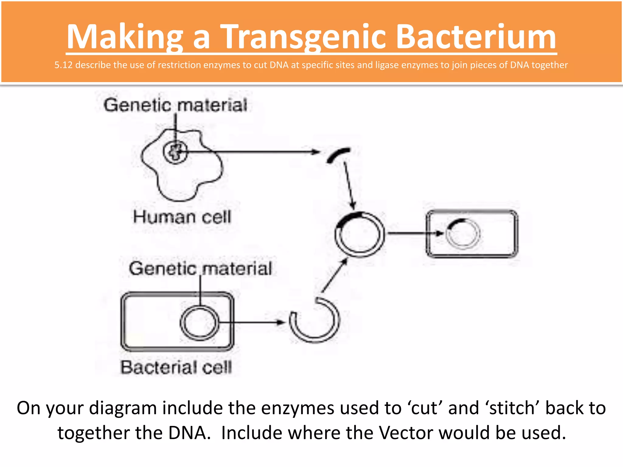 Making a Transgenic Bacterium 
5.12 describe the use of restriction enzymes to cut DNA at specific sites and ligase enzymes to join pieces of DNA together 
On your diagram include the enzymes used to ‘cut’ and ‘stitch’ back to 
together the DNA. Include where the Vector would be used. 
 
