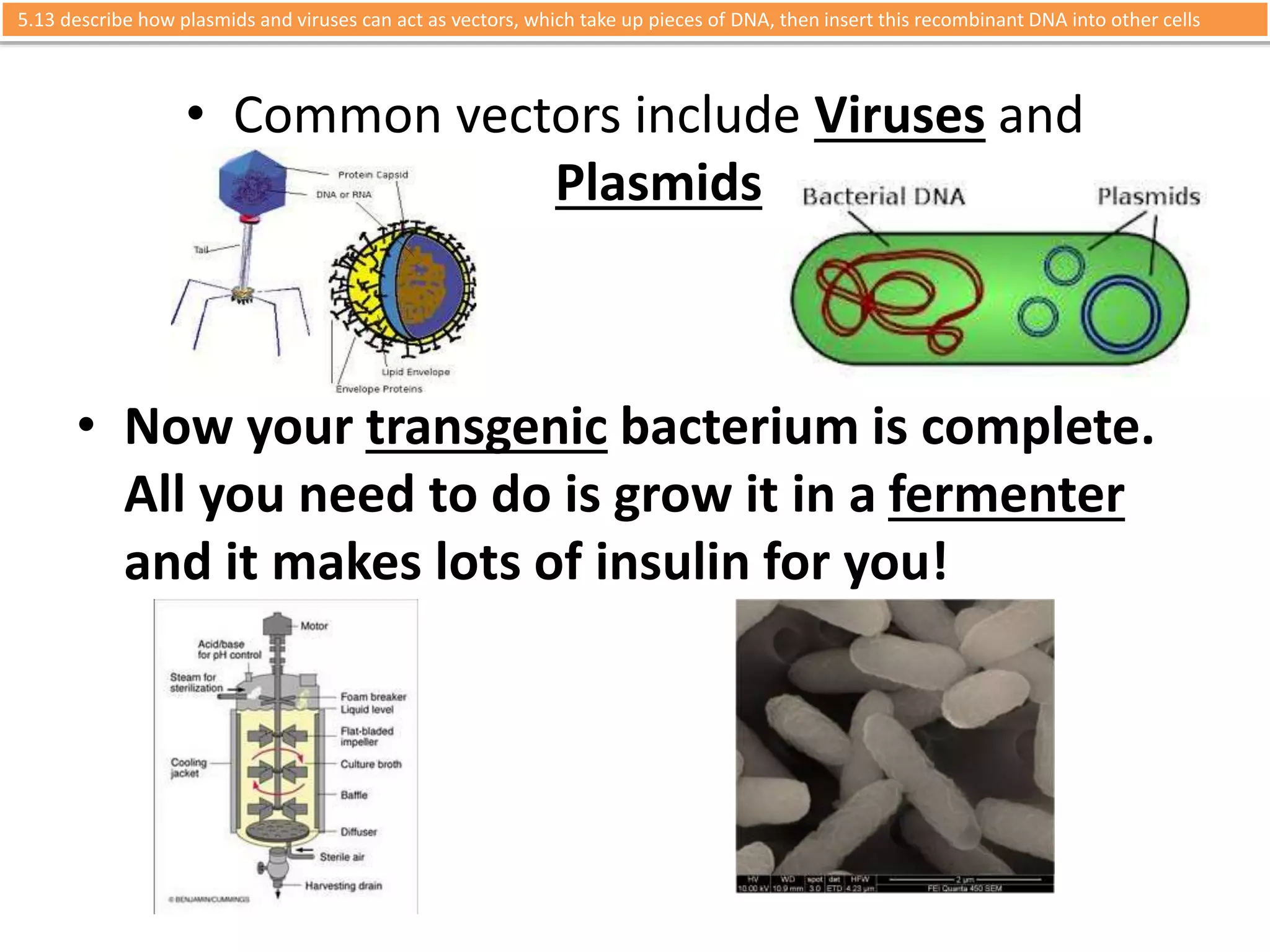 5.13 describe how plasmids and viruses can act as vectors, which take up pieces of DNA, then insert this recombinant DNA into other cells 
• Common vectors include Viruses and 
Plasmids 
• Now your transgenic bacterium is complete. 
All you need to do is grow it in a fermenter 
and it makes lots of insulin for you! 
 