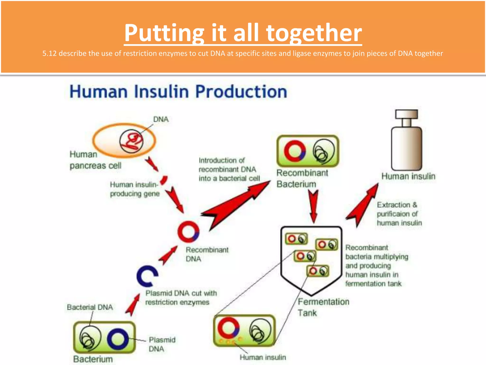 Putting it all together 
5.12 describe the use of restriction enzymes to cut DNA at specific sites and ligase enzymes to join pieces of DNA together 
 