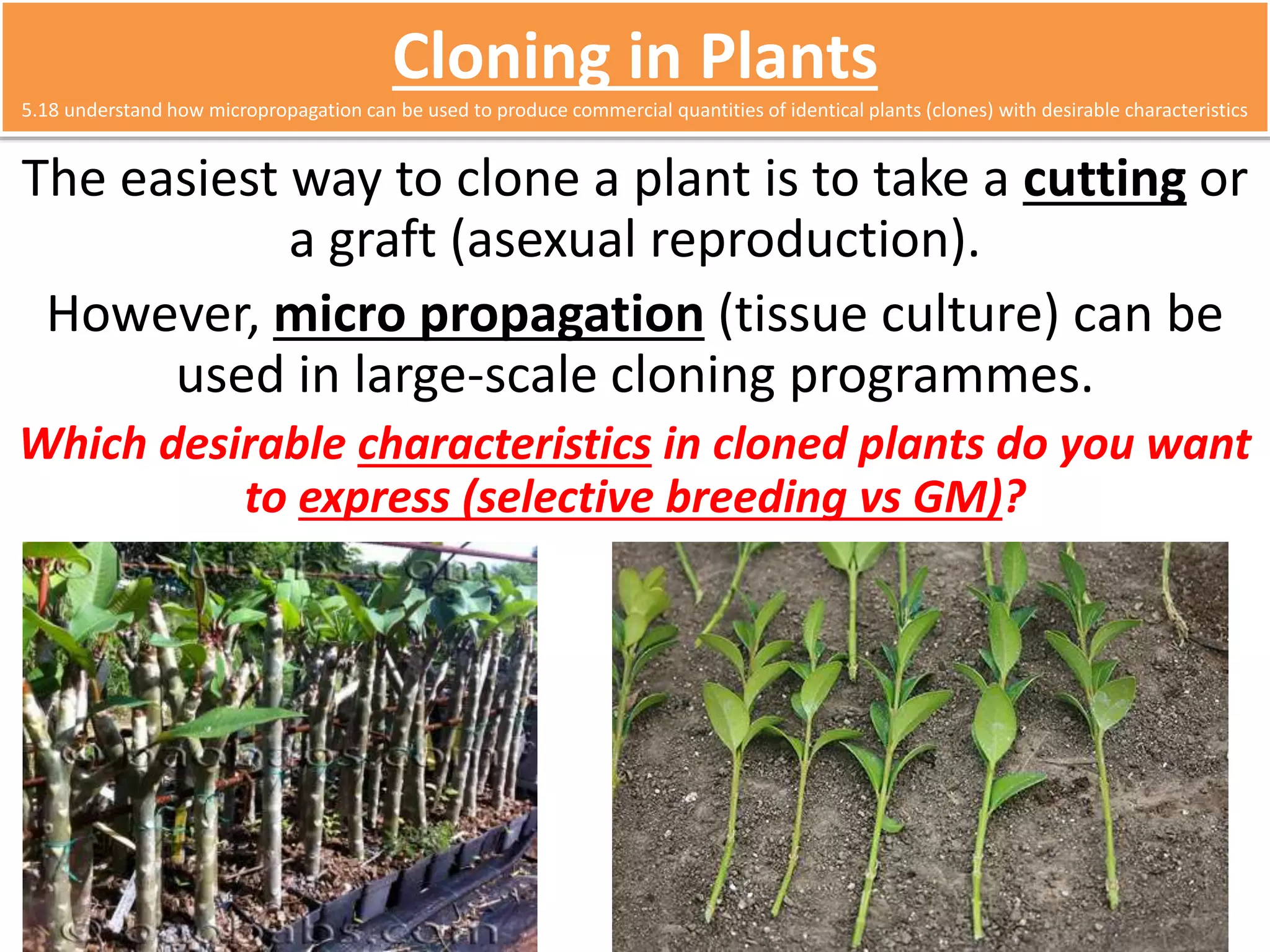 Cloning in Plants 
5.18 understand how micropropagation can be used to produce commercial quantities of identical plants (clones) with desirable characteristics 
The easiest way to clone a plant is to take a cutting or 
a graft (asexual reproduction). 
However, micro propagation (tissue culture) can be 
used in large-scale cloning programmes. 
Which desirable characteristics in cloned plants do you want 
to express (selective breeding vs GM)? 
 