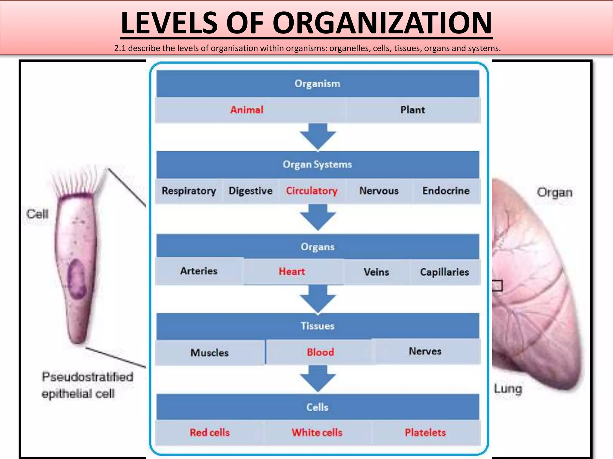 LEVELS OF ORGANIZATION 
2.1 describe the levels of organisation within organisms: organelles, cells, tissues, organs and systems. 
 