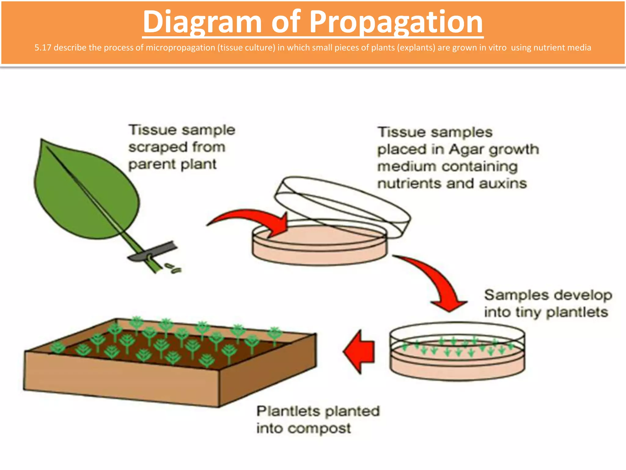 Diagram of Propagation 
5.17 describe the process of micropropagation (tissue culture) in which small pieces of plants (explants) are grown in vitro using nutrient media 
 