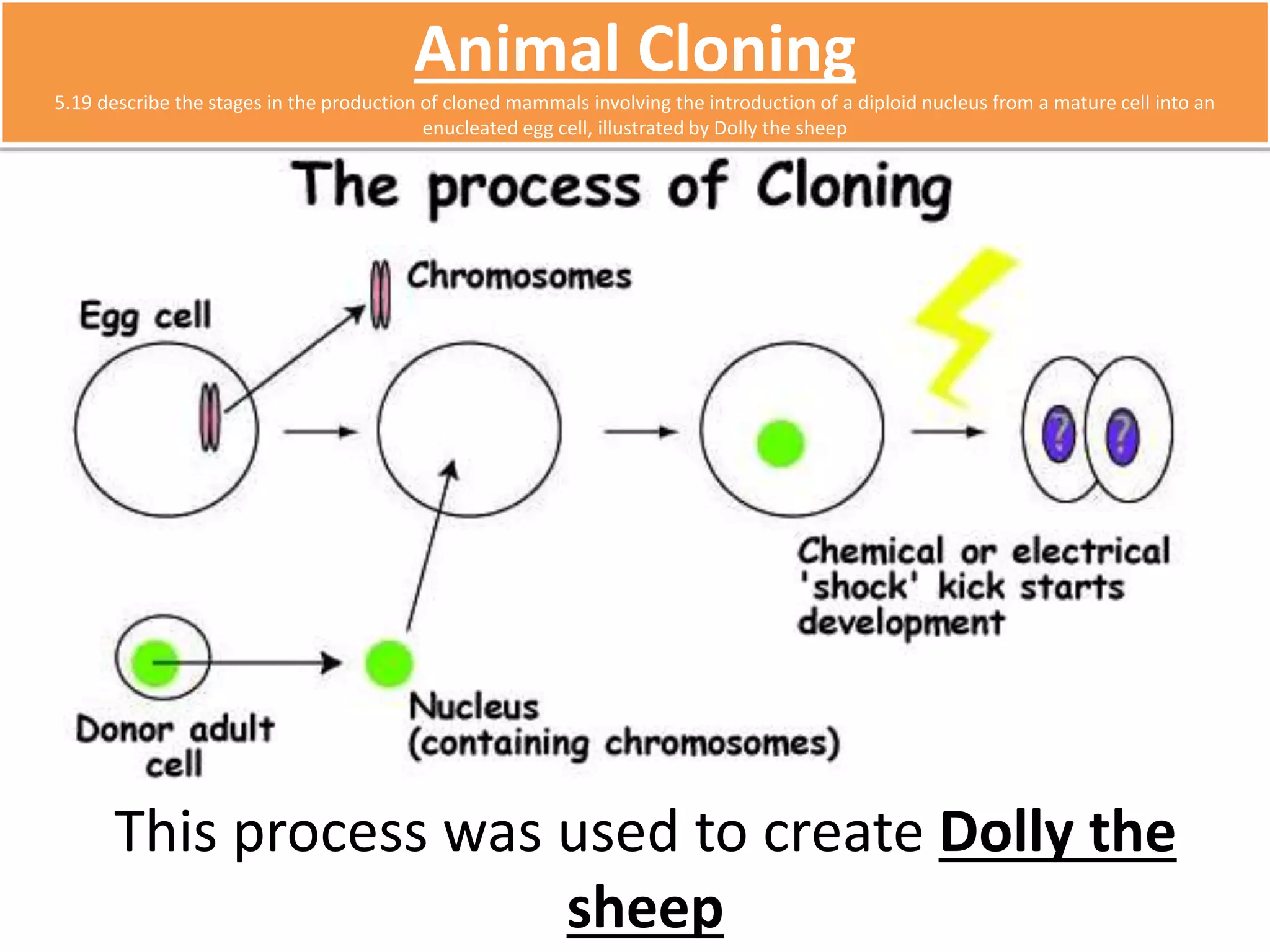 Animal Cloning 
5.19 describe the stages in the production of cloned mammals involving the introduction of a diploid nucleus from a mature cell into an 
enucleated egg cell, illustrated by Dolly the sheep 
This process was used to create Dolly the 
sheep 
 