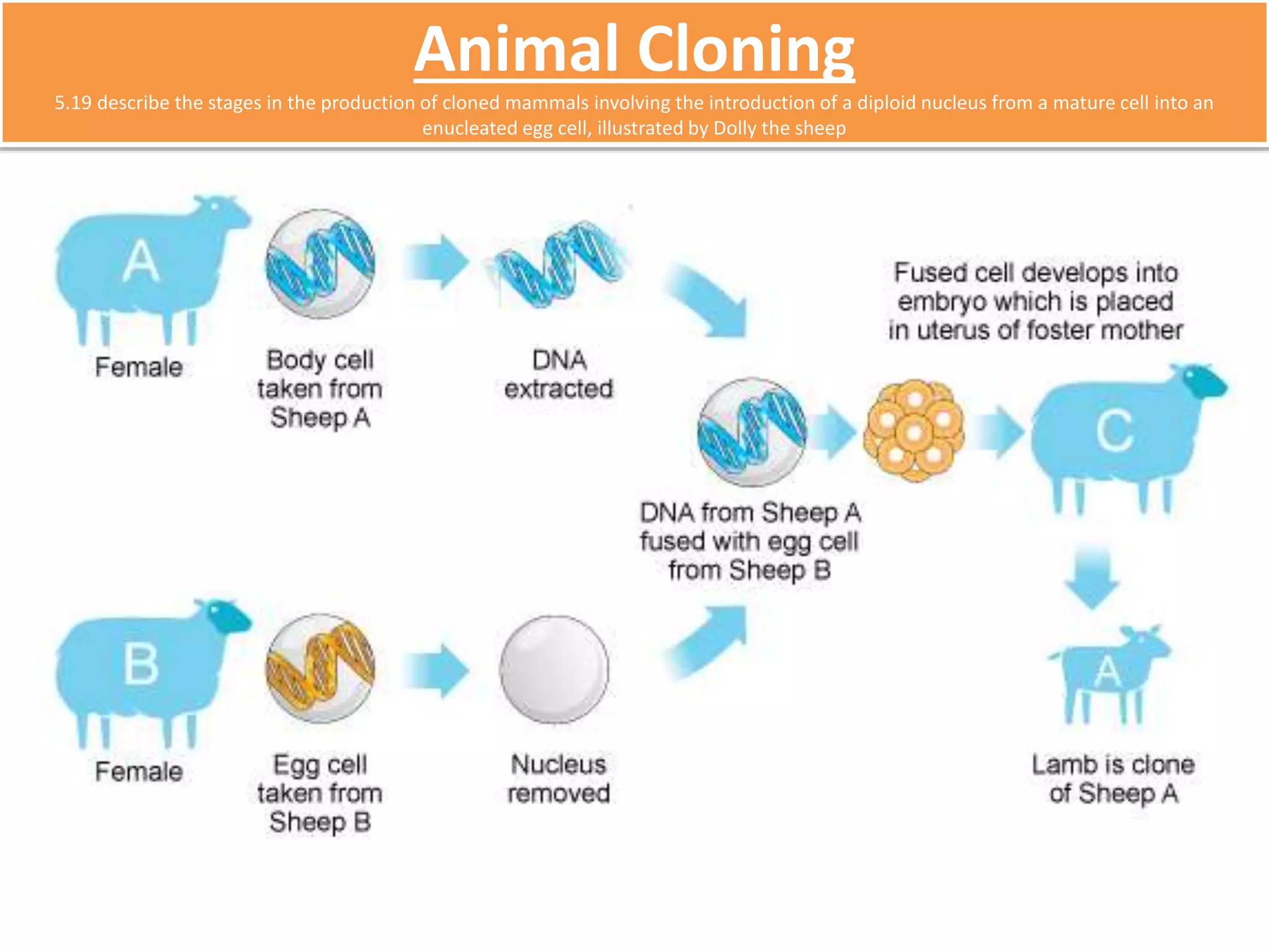 Animal Cloning 
5.19 describe the stages in the production of cloned mammals involving the introduction of a diploid nucleus from a mature cell into an 
enucleated egg cell, illustrated by Dolly the sheep 
 