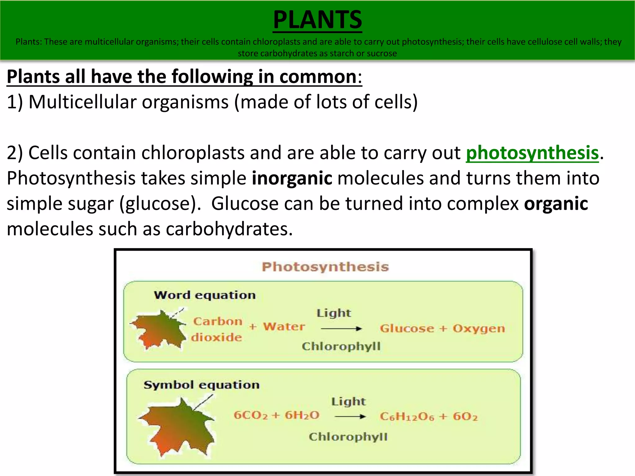 PLANTS 
Plants: These are multicellular organisms; their cells contain chloroplasts and are able to carry out photosynthesis; their cells have cellulose cell walls; they 
store carbohydrates as starch or sucrose 
Plants all have the following in common: 
1) Multicellular organisms (made of lots of cells) 
2) Cells contain chloroplasts and are able to carry out photosynthesis. 
Photosynthesis takes simple inorganic molecules and turns them into 
simple sugar (glucose). Glucose can be turned into complex organic 
molecules such as carbohydrates. 
 