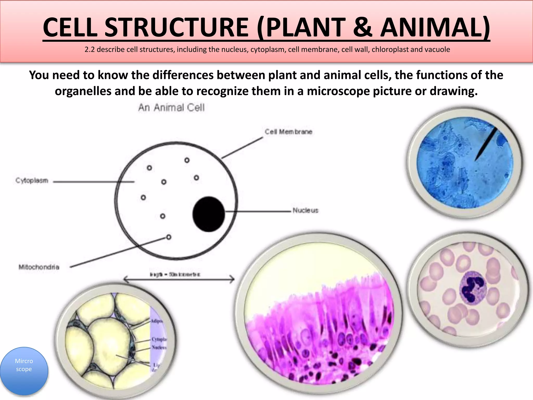CELL STRUCTURE (PLANT & ANIMAL) 
2.2 describe cell structures, including the nucleus, cytoplasm, cell membrane, cell wall, chloroplast and vacuole 
You need to know the differences between plant and animal cells, the functions of the 
organelles and be able to recognize them in a microscope picture or drawing. 
Mircro 
scope 
 