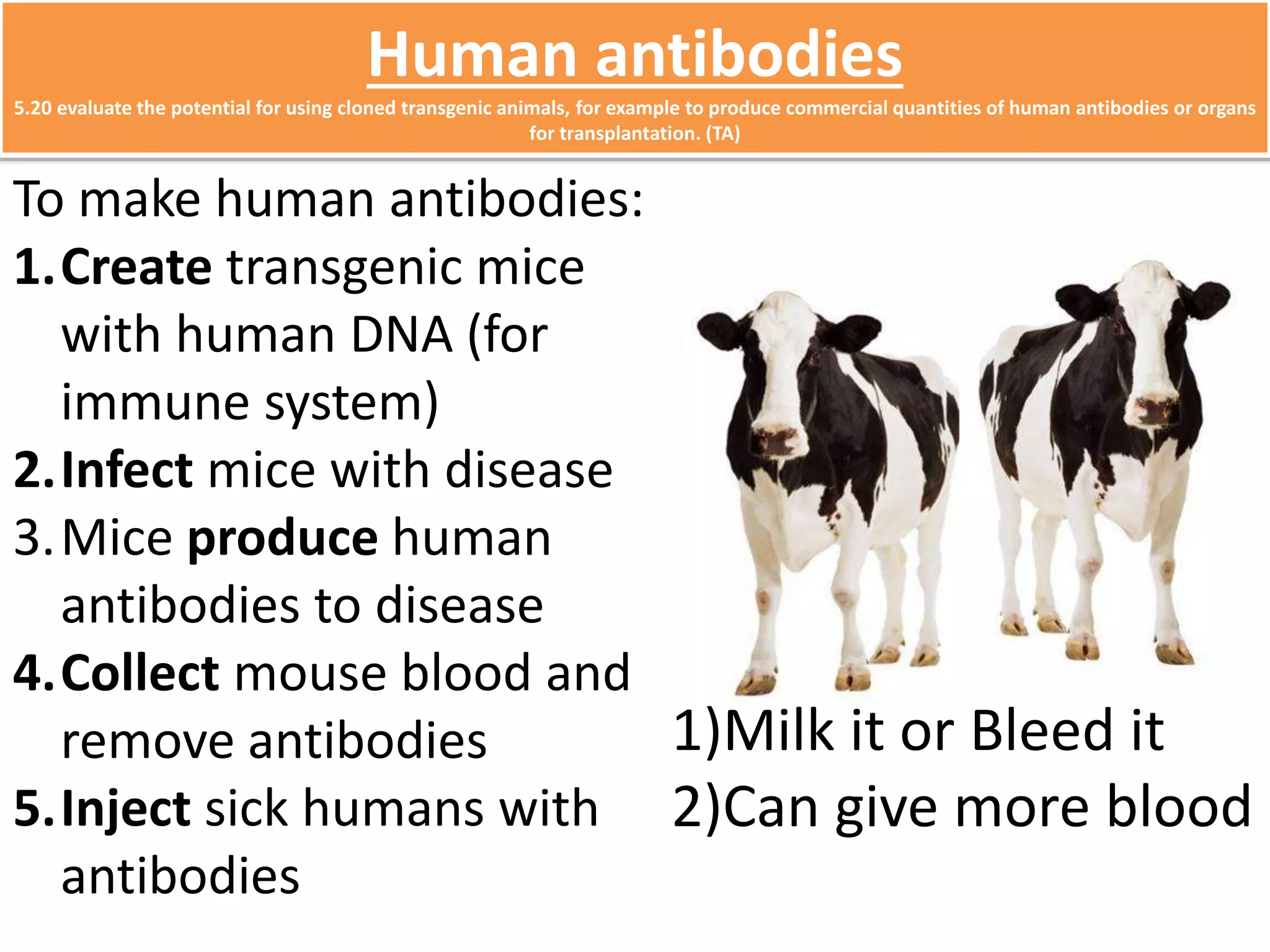 Human antibodies 
5.20 evaluate the potential for using cloned transgenic animals, for example to produce commercial quantities of human antibodies or organs 
for transplantation. (TA) 
To make human antibodies: 
1.Create transgenic mice 
with human DNA (for 
immune system) 
2.Infect mice with disease 
3.Mice produce human 
antibodies to disease 
4.Collect mouse blood and 
remove antibodies 
5.Inject sick humans with 
antibodies 
1)Milk it or Bleed it 
2)Can give more blood 
 