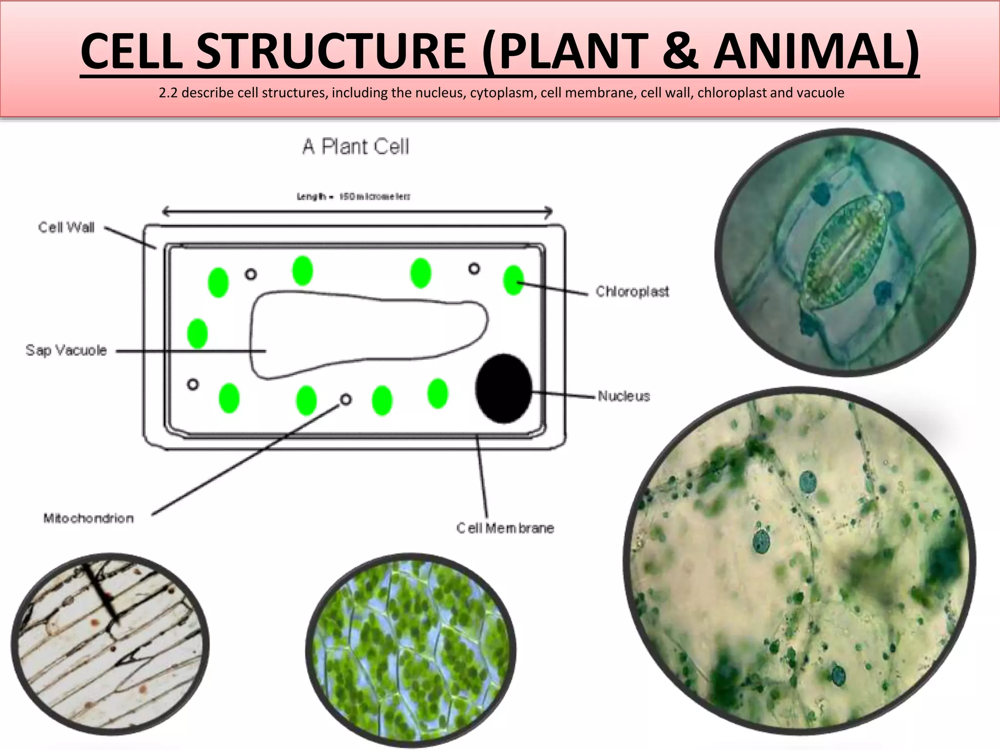 CELL STRUCTURE (PLANT & ANIMAL) 
2.2 describe cell structures, including the nucleus, cytoplasm, cell membrane, cell wall, chloroplast and vacuole 
 