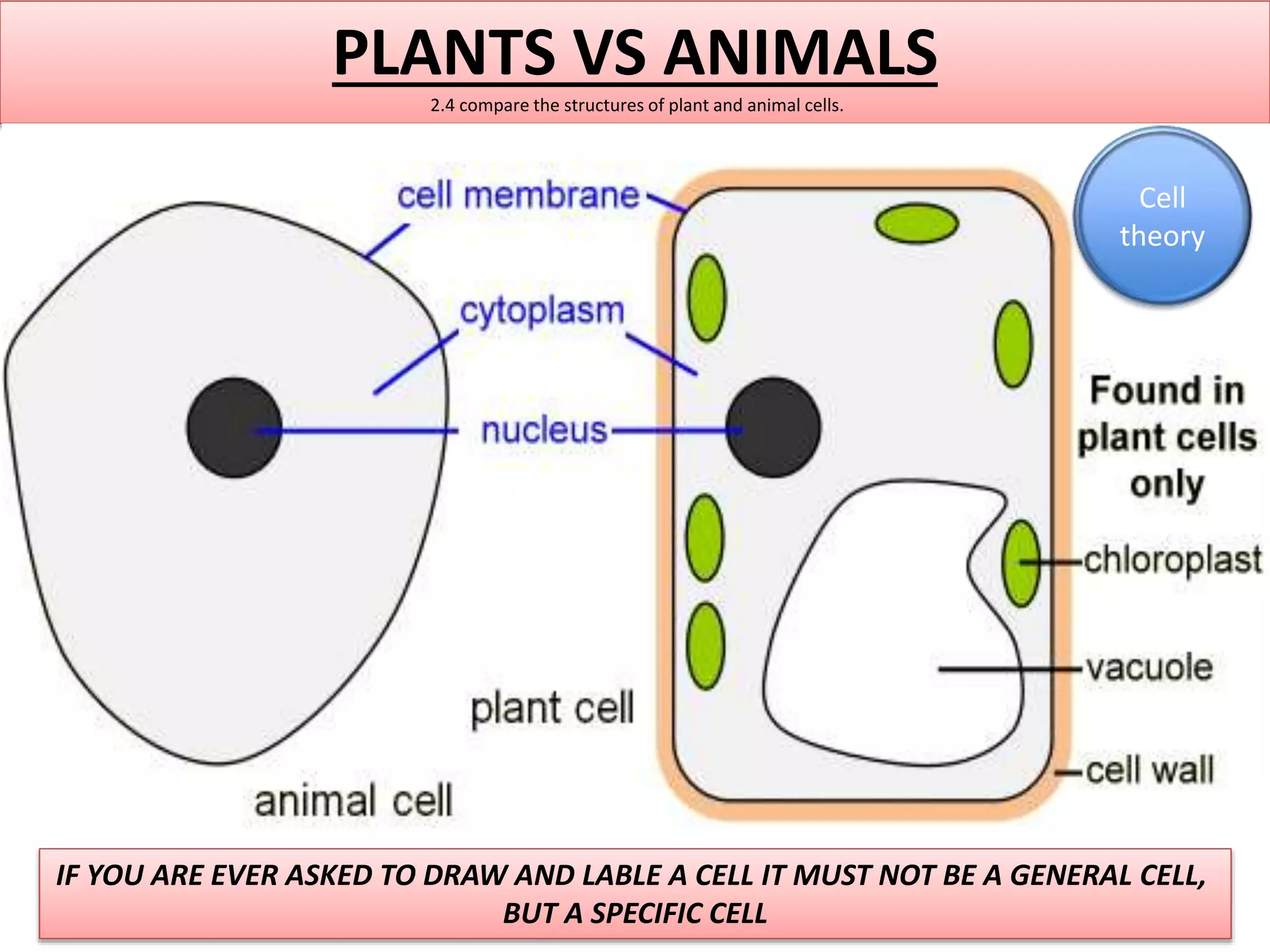 PLANTS VS ANIMALS 
2.4 compare the structures of plant and animal cells. 
IF YOU ARE EVER ASKED TO DRAW AND LABLE A CELL IT MUST NOT BE A GENERAL CELL, 
BUT A SPECIFIC CELL 
Cell 
theory 
 