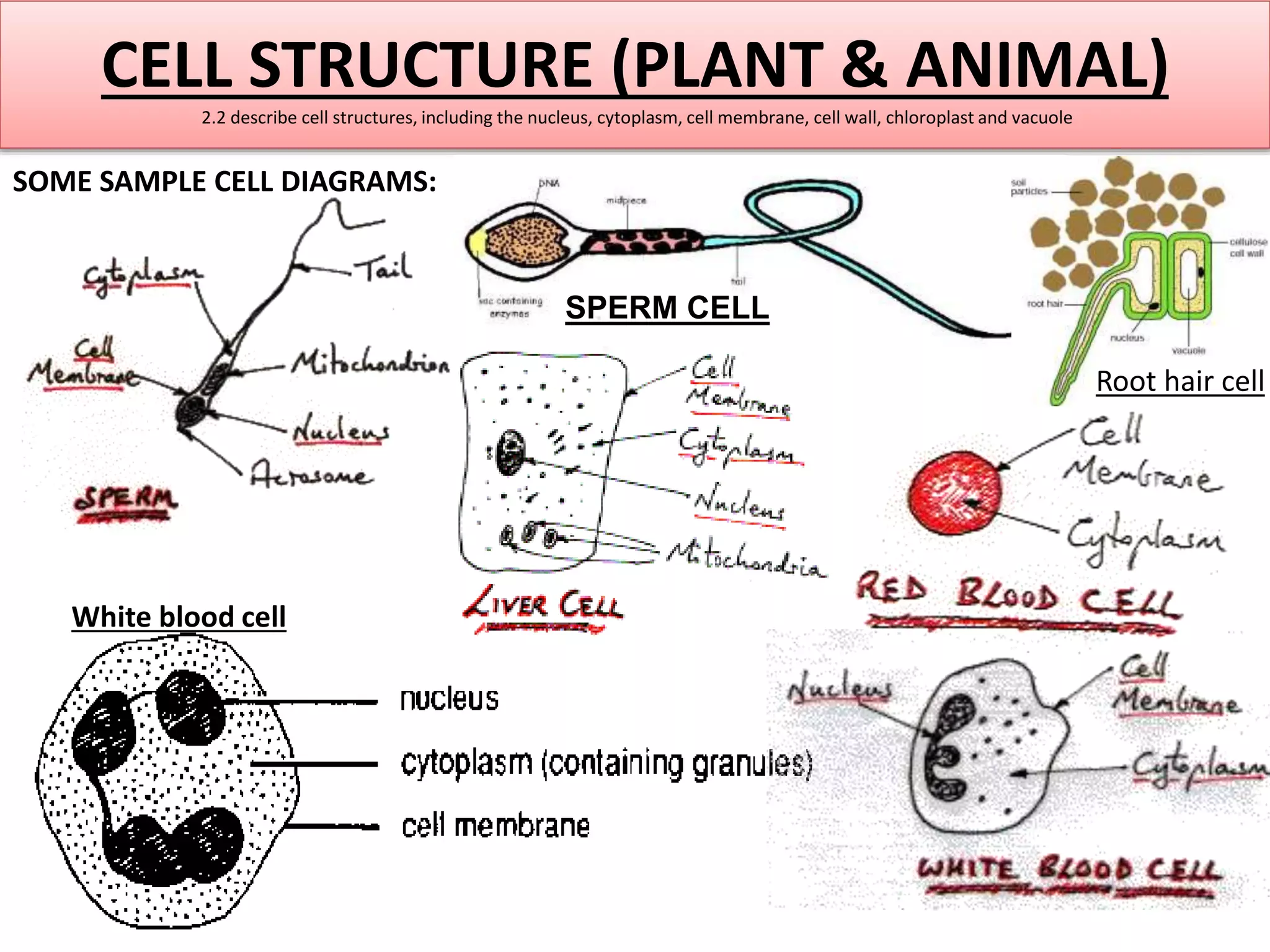 CELL STRUCTURE (PLANT & ANIMAL) 
2.2 describe cell structures, including the nucleus, cytoplasm, cell membrane, cell wall, chloroplast and vacuole 
SOME SAMPLE CELL DIAGRAMS: 
White blood cell 
SPERM CELL 
Root hair cell 
 