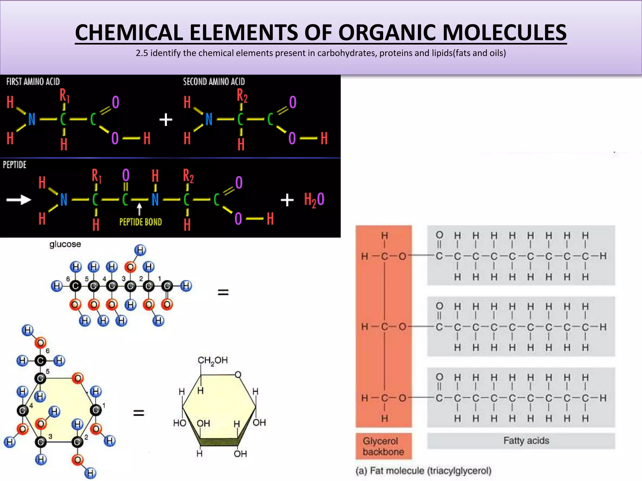 CHEMICAL ELEMENTS OF ORGANIC MOLECULES 
2.5 identify the chemical elements present in carbohydrates, proteins and lipids(fats and oils) 
 