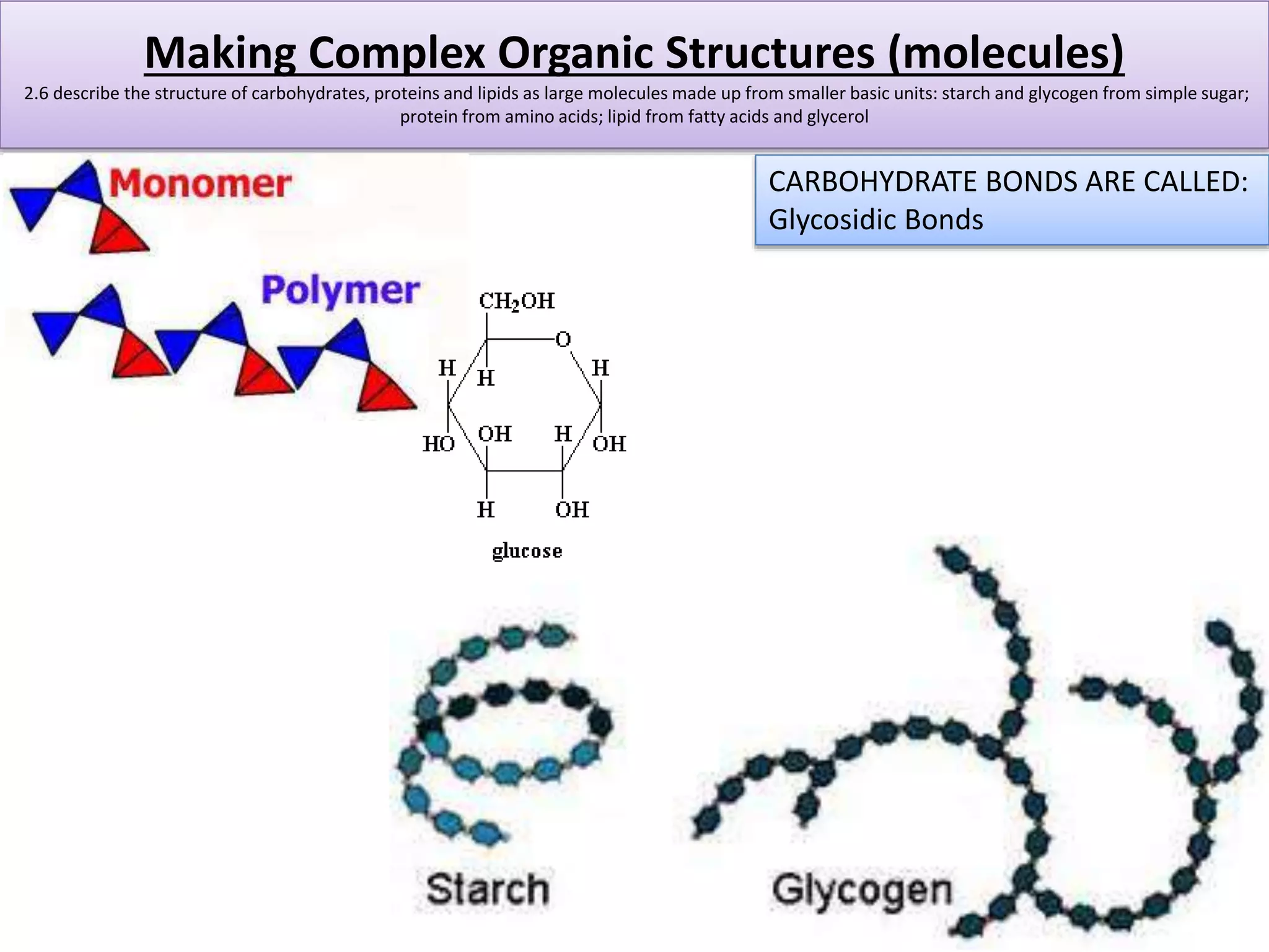 Making Complex Organic Structures (molecules) 
2.6 describe the structure of carbohydrates, proteins and lipids as large molecules made up from smaller basic units: starch and glycogen from simple sugar; 
protein from amino acids; lipid from fatty acids and glycerol 
CARBOHYDRATE BONDS ARE CALLED: 
Glycosidic Bonds 
 