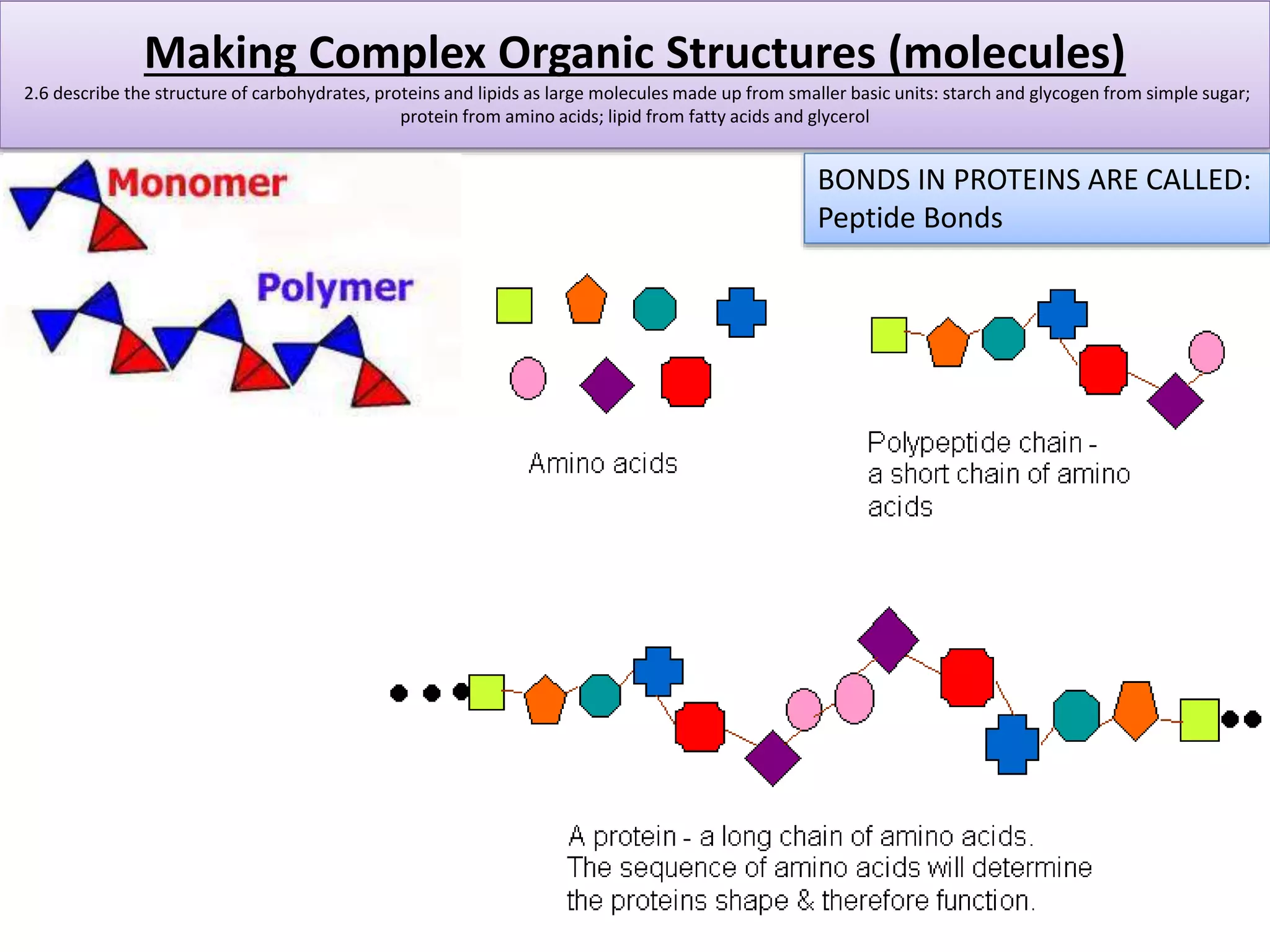 Making Complex Organic Structures (molecules) 
2.6 describe the structure of carbohydrates, proteins and lipids as large molecules made up from smaller basic units: starch and glycogen from simple sugar; 
protein from amino acids; lipid from fatty acids and glycerol 
BONDS IN PROTEINS ARE CALLED: 
Peptide Bonds 
 
