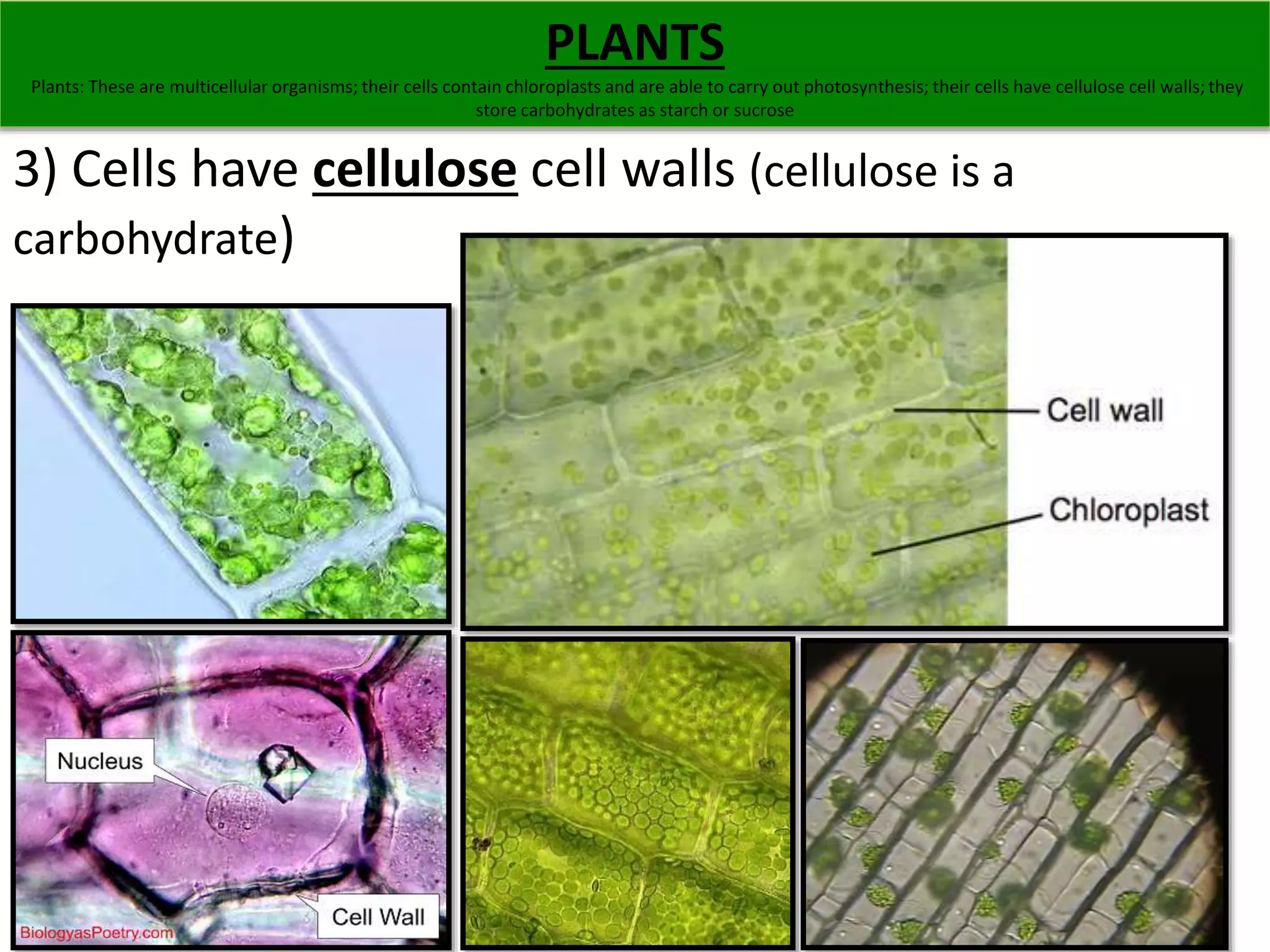 PLANTS 
Plants: These are multicellular organisms; their cells contain chloroplasts and are able to carry out photosynthesis; their cells have cellulose cell walls; they 
store carbohydrates as starch or sucrose 
3) Cells have cellulose cell walls (cellulose is a 
carbohydrate) 
 