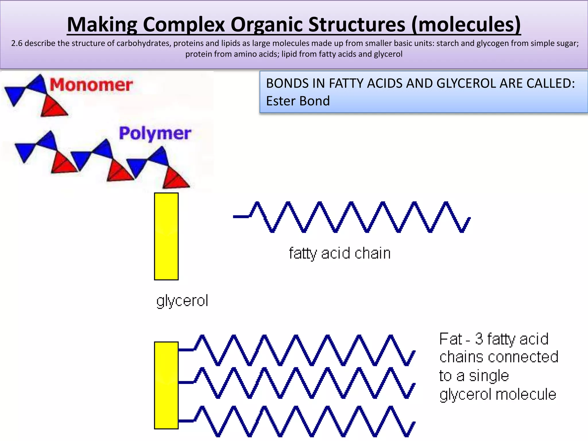 Making Complex Organic Structures (molecules) 
2.6 describe the structure of carbohydrates, proteins and lipids as large molecules made up from smaller basic units: starch and glycogen from simple sugar; 
protein from amino acids; lipid from fatty acids and glycerol 
BONDS IN FATTY ACIDS AND GLYCEROL ARE CALLED: 
Ester Bond 
 