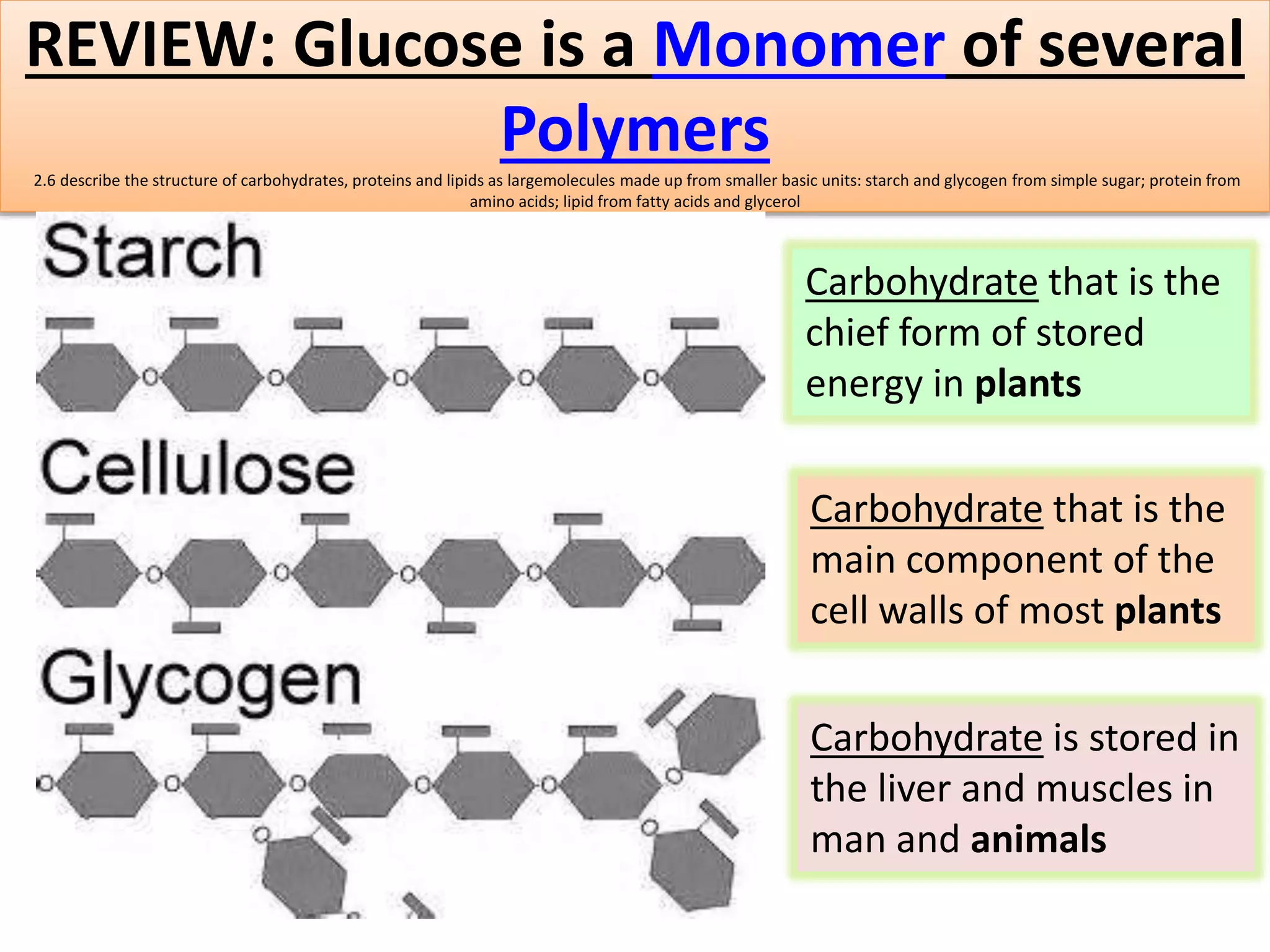 REVIEW: Glucose is a Monomer of several 
Polymers 
2.6 describe the structure of carbohydrates, proteins and lipids as largemolecules made up from smaller basic units: starch and glycogen from simple sugar; protein from 
amino acids; lipid from fatty acids and glycerol 
Carbohydrate that is the 
chief form of stored 
energy in plants 
Carbohydrate that is the 
main component of the 
cell walls of most plants 
Carbohydrate is stored in 
the liver and muscles in 
man and animals 
 