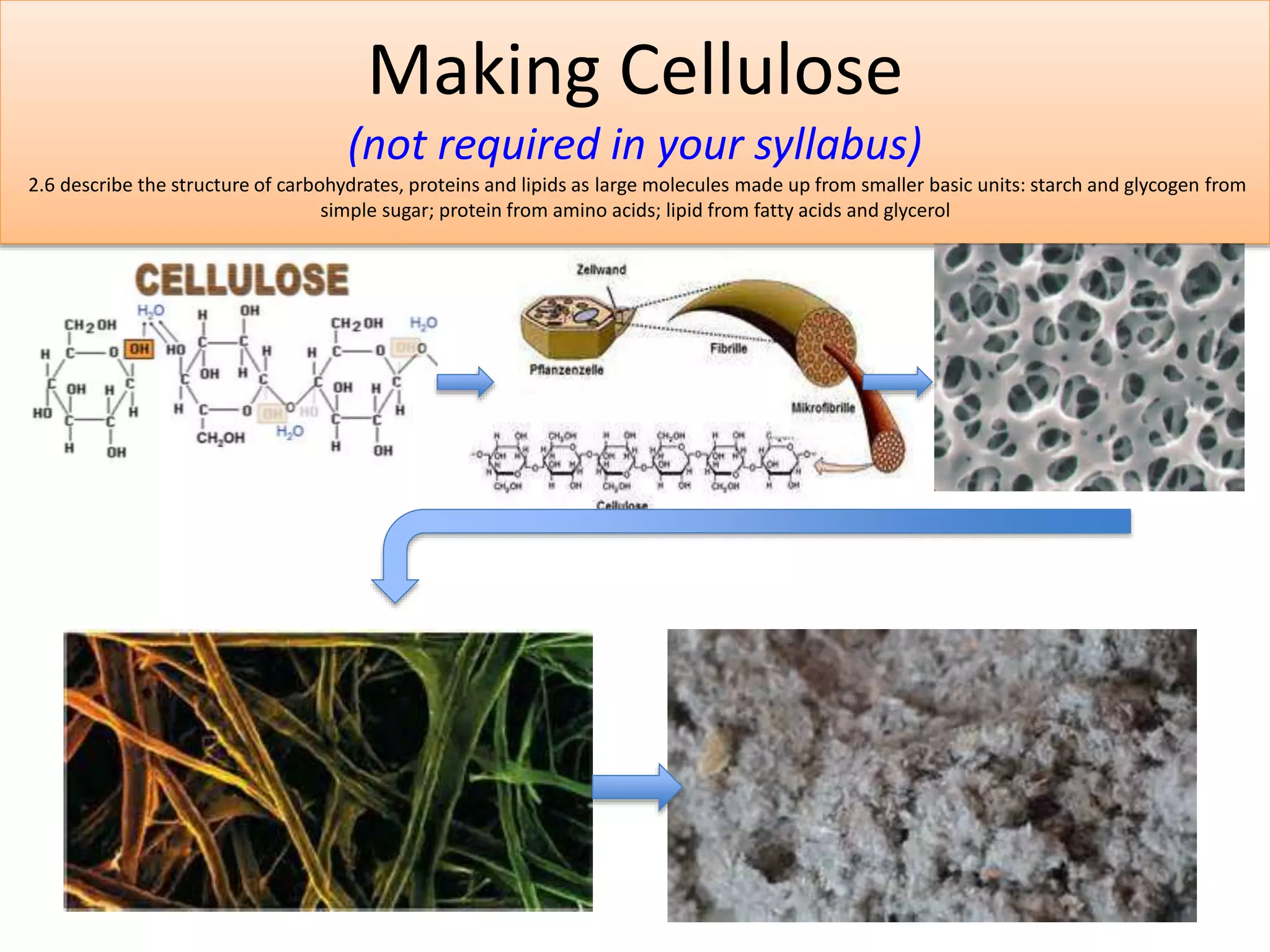Making Cellulose 
(not required in your syllabus) 
2.6 describe the structure of carbohydrates, proteins and lipids as large molecules made up from smaller basic units: starch and glycogen from 
simple sugar; protein from amino acids; lipid from fatty acids and glycerol 
 