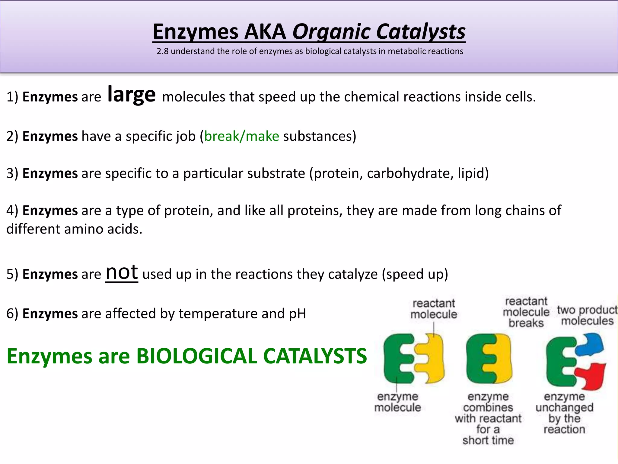 Enzymes AKA Organic Catalysts 
2.8 understand the role of enzymes as biological catalysts in metabolic reactions 
1) Enzymes are large molecules that speed up the chemical reactions inside cells. 
2) Enzymes have a specific job (break/make substances) 
3) Enzymes are specific to a particular substrate (protein, carbohydrate, lipid) 
4) Enzymes are a type of protein, and like all proteins, they are made from long chains of 
different amino acids. 
5) Enzymes are not used up in the reactions they catalyze (speed up) 
6) Enzymes are affected by temperature and pH 
Enzymes are BIOLOGICAL CATALYSTS 
 