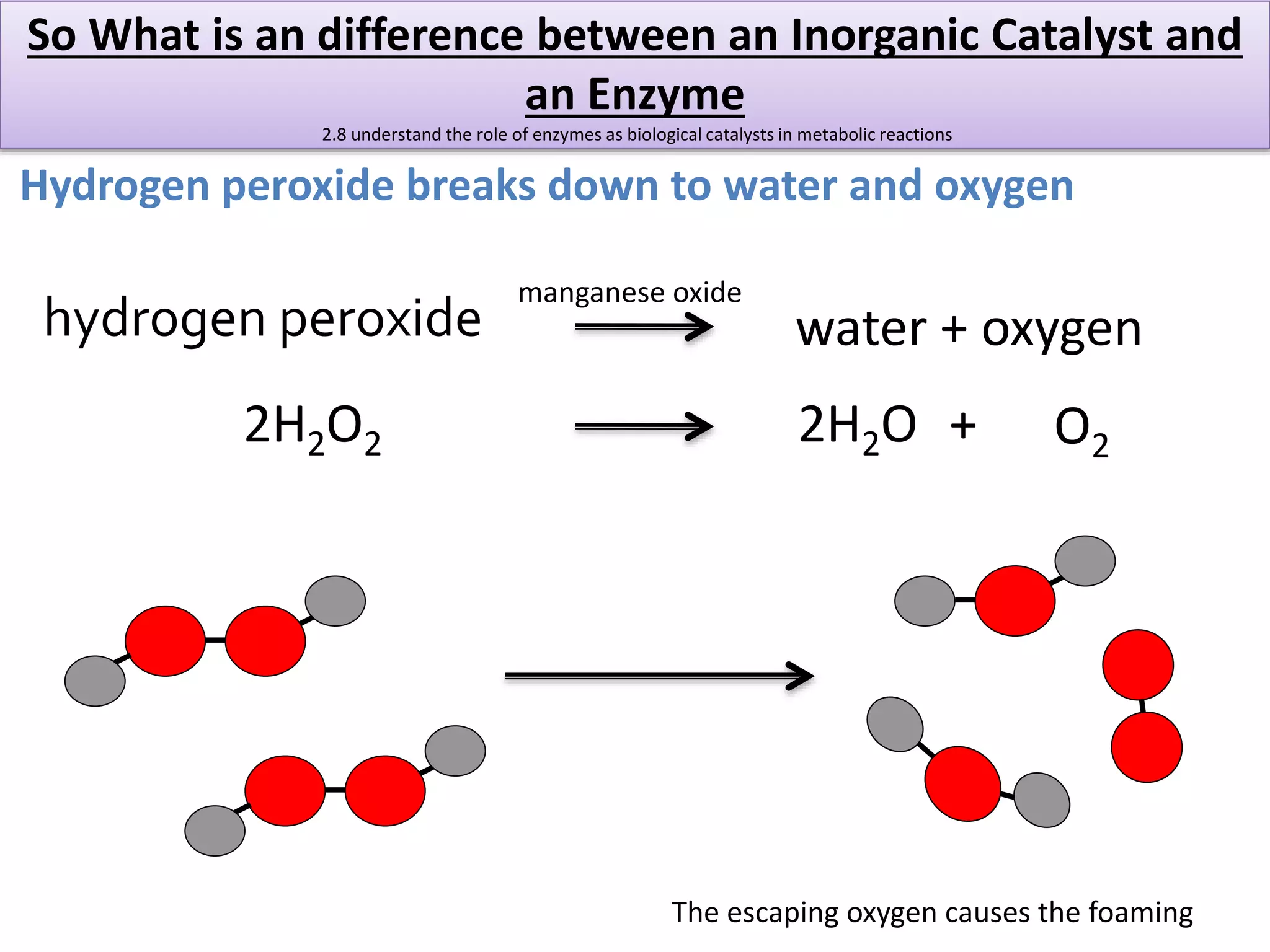 So What is an difference between an Inorganic Catalyst and 
an Enzyme 
2.8 understand the role of enzymes as biological catalysts in metabolic reactions 
Hydrogen peroxide breaks down to water and oxygen 
hydrogen peroxide 
water + oxygen 
manganese oxide 
2H2O2 2H2O O2 + 
The escaping oxygen causes the foaming 
 