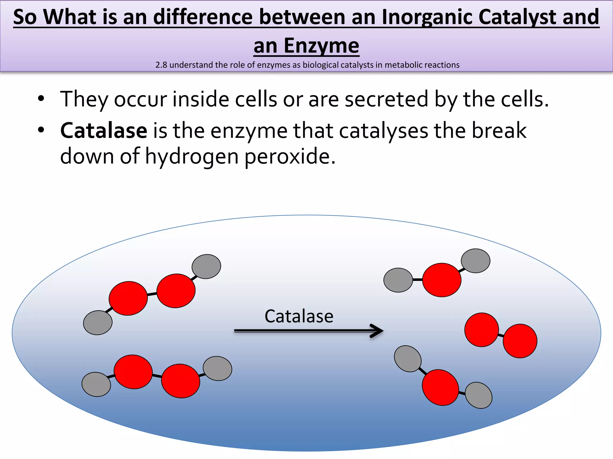 So What is an difference between an Inorganic Catalyst and 
an Enzyme 
2.8 understand the role of enzymes as biological catalysts in metabolic reactions 
• They occur inside cells or are secreted by the cells. 
• Catalase is the enzyme that catalyses the break 
down of hydrogen peroxide. 
Catalase 
 