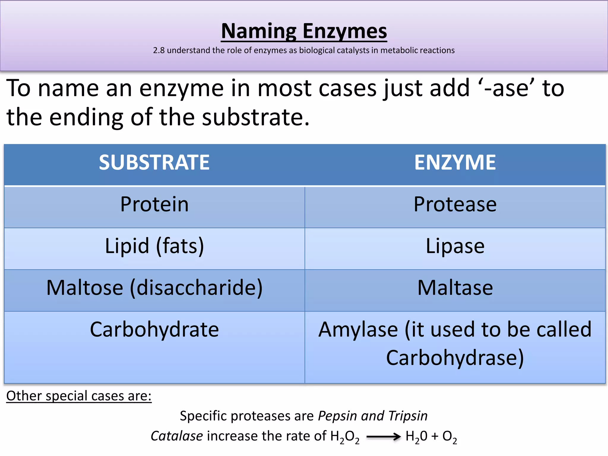 Naming Enzymes 
2.8 understand the role of enzymes as biological catalysts in metabolic reactions 
To name an enzyme in most cases just add ‘-ase’ to 
the ending of the substrate. 
SUBSTRATE ENZYME 
Protein Protease 
Lipid (fats) Lipase 
Maltose (disaccharide) Maltase 
Carbohydrate Amylase (it used to be called 
Other special cases are: 
Carbohydrase) 
Specific proteases are Pepsin and Tripsin 
Catalase increase the rate of H2O2 H20 + O2 
 