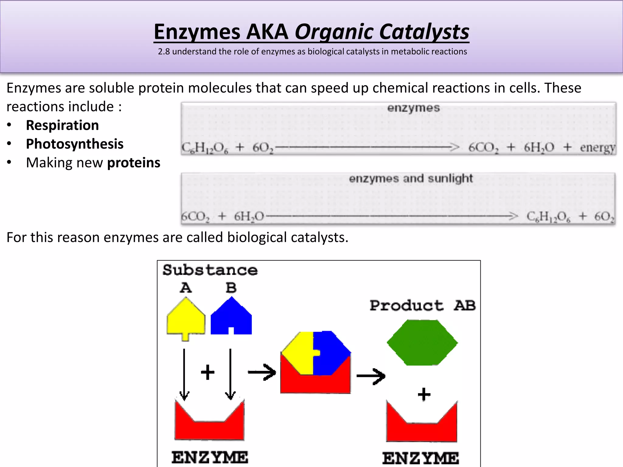Enzymes AKA Organic Catalysts 
2.8 understand the role of enzymes as biological catalysts in metabolic reactions 
Enzymes are soluble protein molecules that can speed up chemical reactions in cells. These 
reactions include : 
• Respiration 
• Photosynthesis 
• Making new proteins 
For this reason enzymes are called biological catalysts. 
 