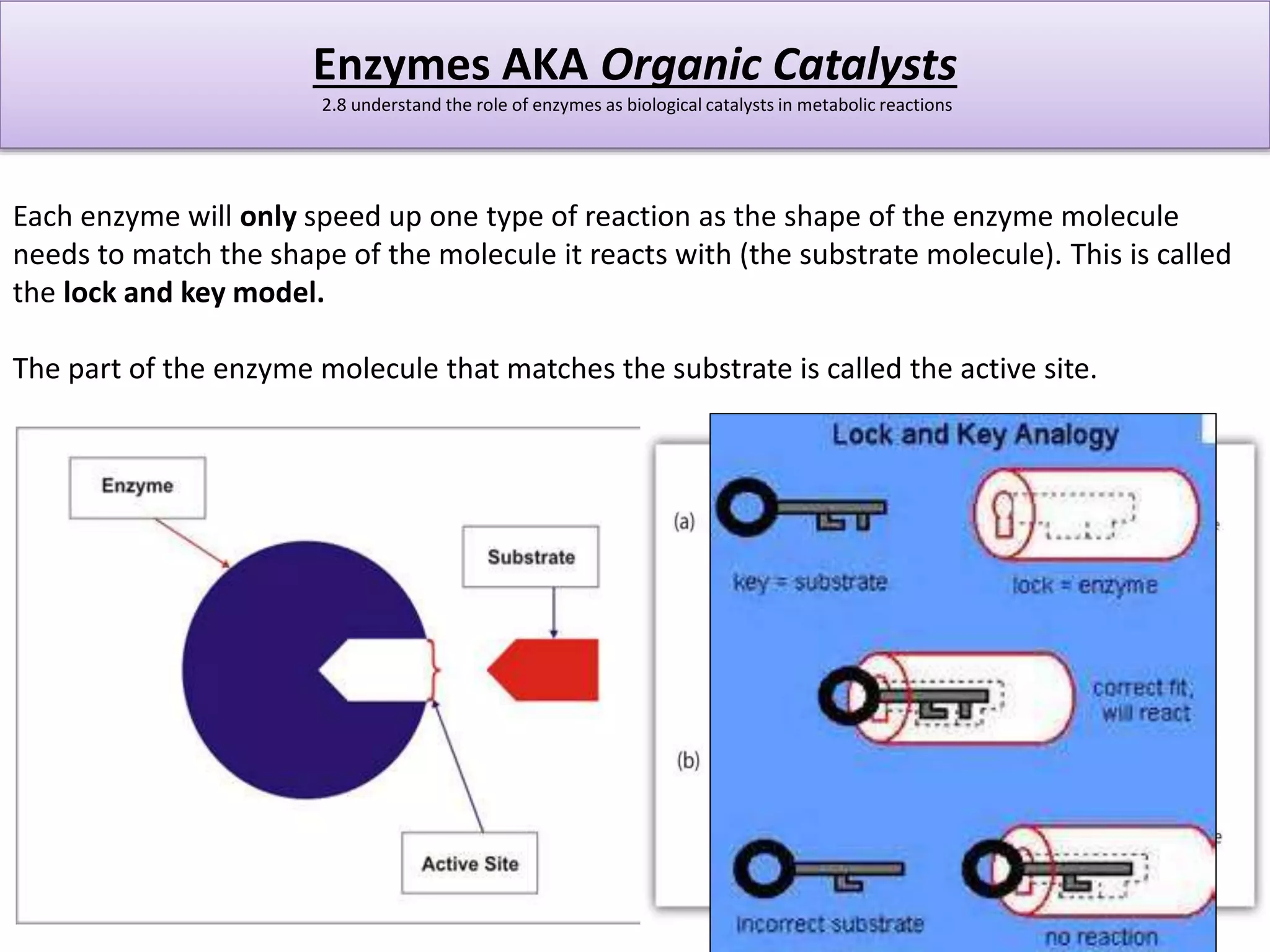 Enzymes AKA Organic Catalysts 
2.8 understand the role of enzymes as biological catalysts in metabolic reactions 
Each enzyme will only speed up one type of reaction as the shape of the enzyme molecule 
needs to match the shape of the molecule it reacts with (the substrate molecule). This is called 
the lock and key model. 
The part of the enzyme molecule that matches the substrate is called the active site. 
 