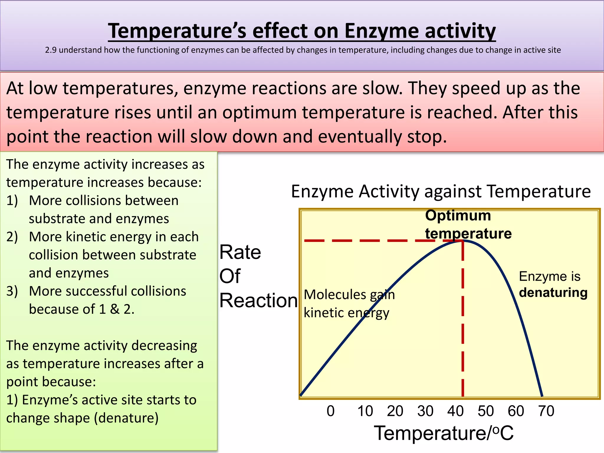 Temperature’s effect on Enzyme activity 
2.9 understand how the functioning of enzymes can be affected by changes in temperature, including changes due to change in active site 
At low temperatures, enzyme reactions are slow. They speed up as the 
temperature rises until an optimum temperature is reached. After this 
point the reaction will slow down and eventually stop. 
The enzyme activity increases as 
temperature increases because: 
1) More collisions between 
substrate and enzymes 
2) More kinetic energy in each 
collision between substrate 
and enzymes 
3) More successful collisions 
because of 1 & 2. 
The enzyme activity decreasing 
as temperature increases after a 
point because: 
1) Enzyme’s active site starts to 
change shape (denature) 
Enzyme Activity against Temperature 
Rate 
Of 
Reaction 
Optimum 
temperature 
0 10 20 30 40 50 60 70 
Temperature/oC 
Enzyme is 
Molecules gain denaturing 
kinetic energy 
 
