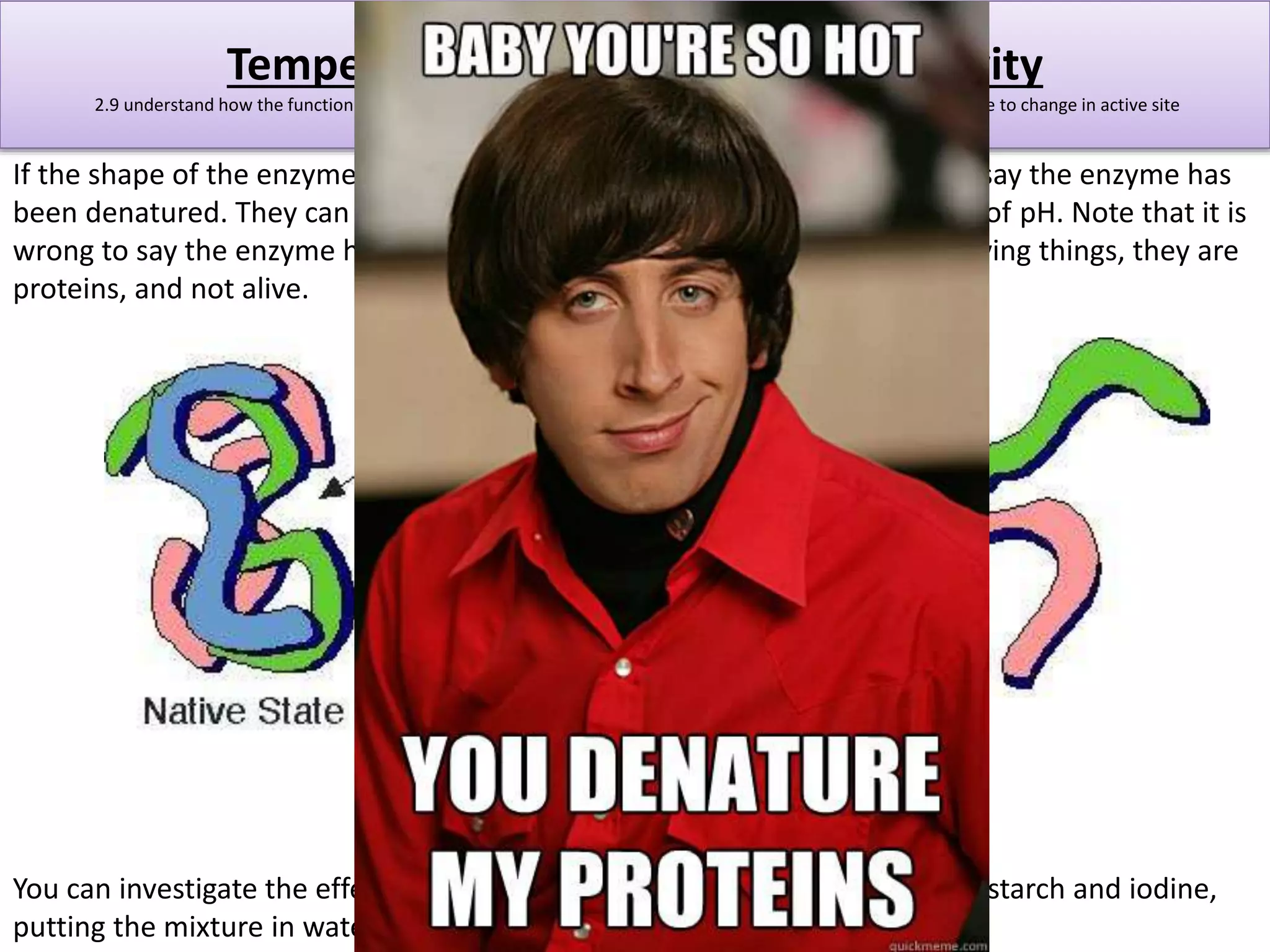 Temperature’s effect on Enzyme activity 
2.9 understand how the functioning of enzymes can be affected by changes in temperature, including changes due to change in active site 
If the shape of the enzyme changes, its active site may no longer work. We say the enzyme has 
been denatured. They can be denatured by high temperatures or extremes of pH. Note that it is 
wrong to say the enzyme has been killed. Although enzymes are made by living things, they are 
proteins, and not alive. 
You can investigate the effect of temperature on the enzyme amylase using starch and iodine, 
putting the mixture in water baths at different temperatures. 
 
