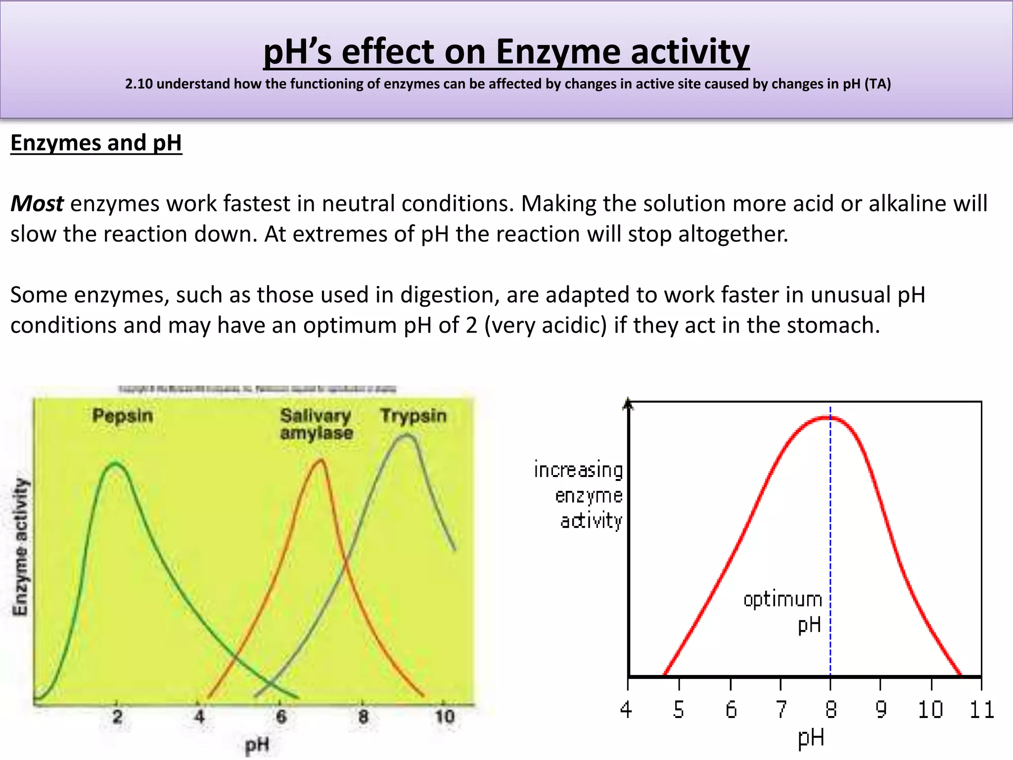 pH’s effect on Enzyme activity 
2.10 understand how the functioning of enzymes can be affected by changes in active site caused by changes in pH (TA) 
Enzymes and pH 
Most enzymes work fastest in neutral conditions. Making the solution more acid or alkaline will 
slow the reaction down. At extremes of pH the reaction will stop altogether. 
Some enzymes, such as those used in digestion, are adapted to work faster in unusual pH 
conditions and may have an optimum pH of 2 (very acidic) if they act in the stomach. 
 