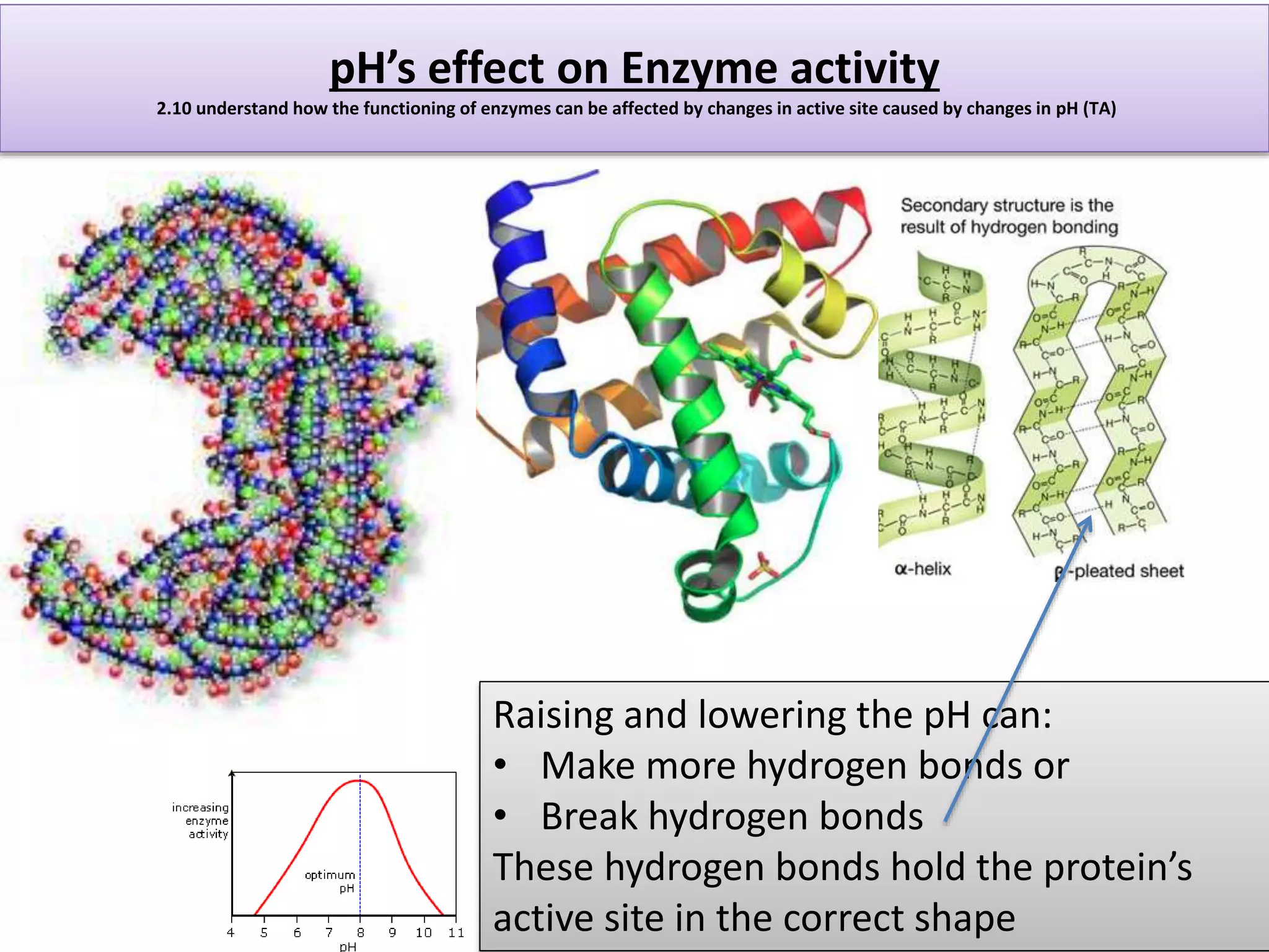 pH’s effect on Enzyme activity 
2.10 understand how the functioning of enzymes can be affected by changes in active site caused by changes in pH (TA) 
Raising and lowering the pH can: 
• Make more hydrogen bonds or 
• Break hydrogen bonds 
These hydrogen bonds hold the protein’s 
active site in the correct shape 
 