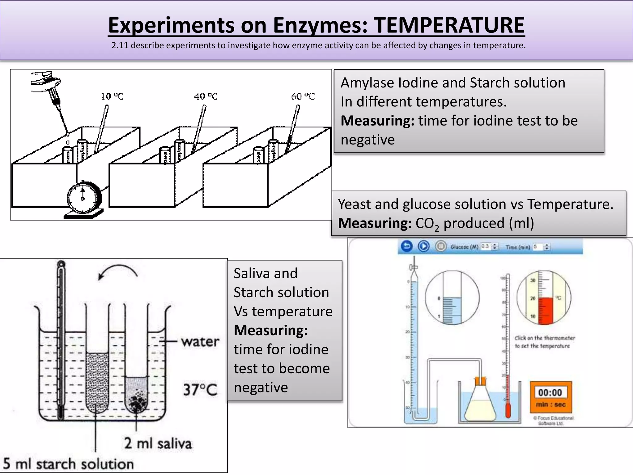 Experiments on Enzymes: TEMPERATURE 
2.11 describe experiments to investigate how enzyme activity can be affected by changes in temperature. 
Amylase Iodine and Starch solution 
In different temperatures. 
Measuring: time for iodine test to be 
negative 
Yeast and glucose solution vs Temperature. 
Measuring: CO2 produced (ml) 
Saliva and 
Starch solution 
Vs temperature 
Measuring: 
time for iodine 
test to become 
negative 
 