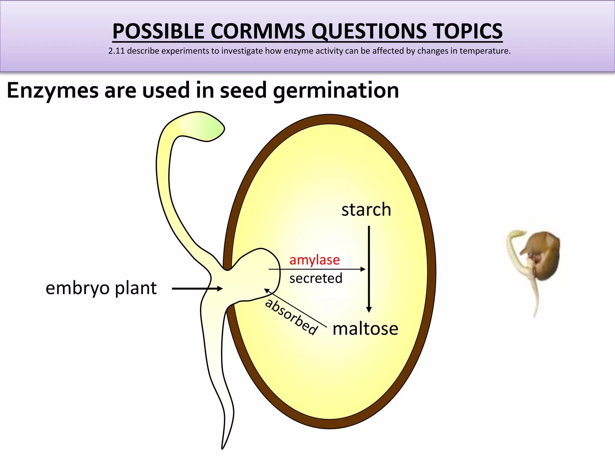POSSIBLE CORMMS QUESTIONS TOPICS 
2.11 describe experiments to investigate how enzyme activity can be affected by changes in temperature. 
Enzymes are used in seed germination 
starch 
embryo plant 
amylase 
secreted 
maltose 
 