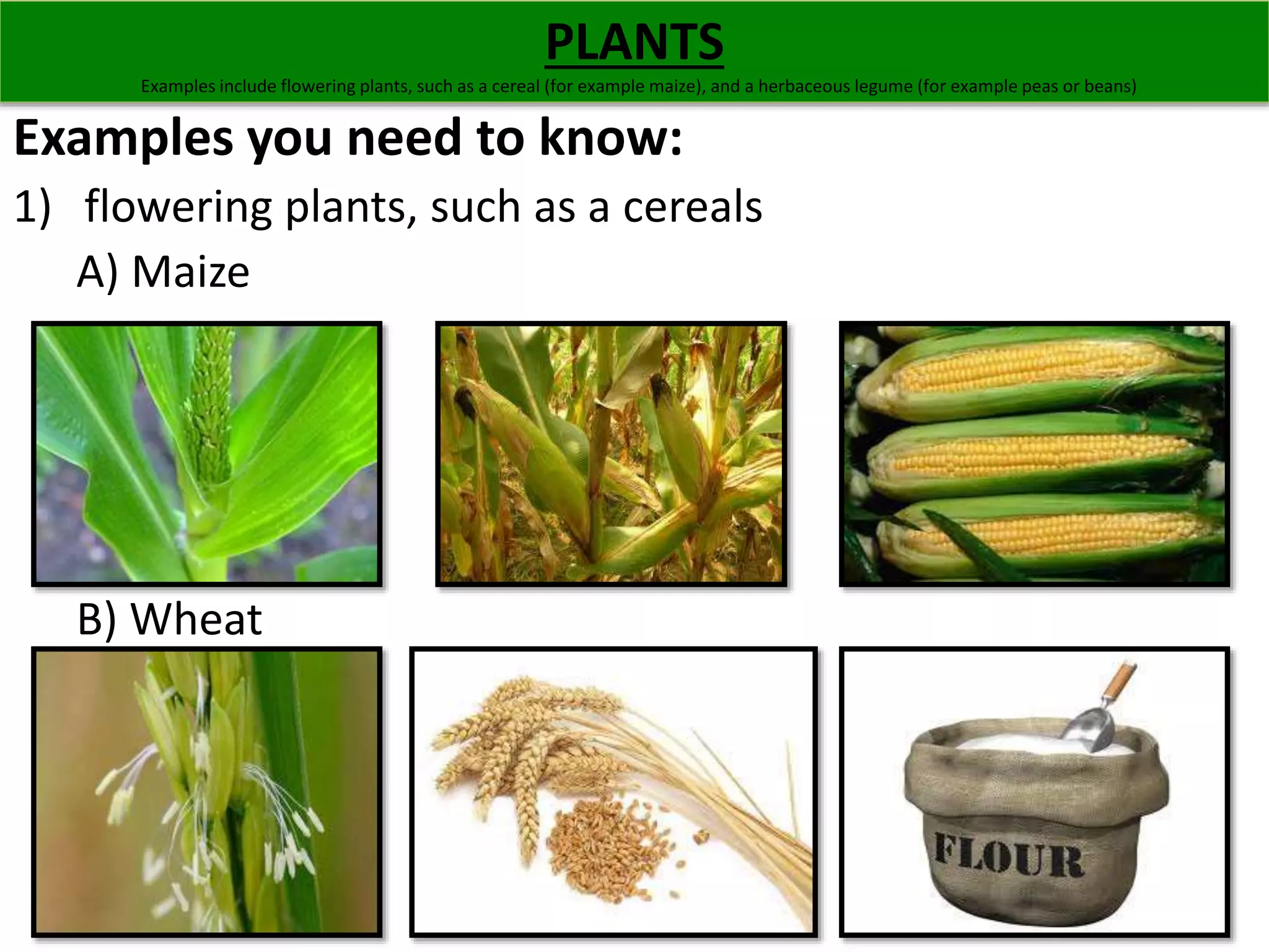 Examples you need to know: 
1) flowering plants, such as a cereals 
A) Maize 
PLANTS 
Examples include flowering plants, such as a cereal (for example maize), and a herbaceous legume (for example peas or beans) 
B) Wheat 
 