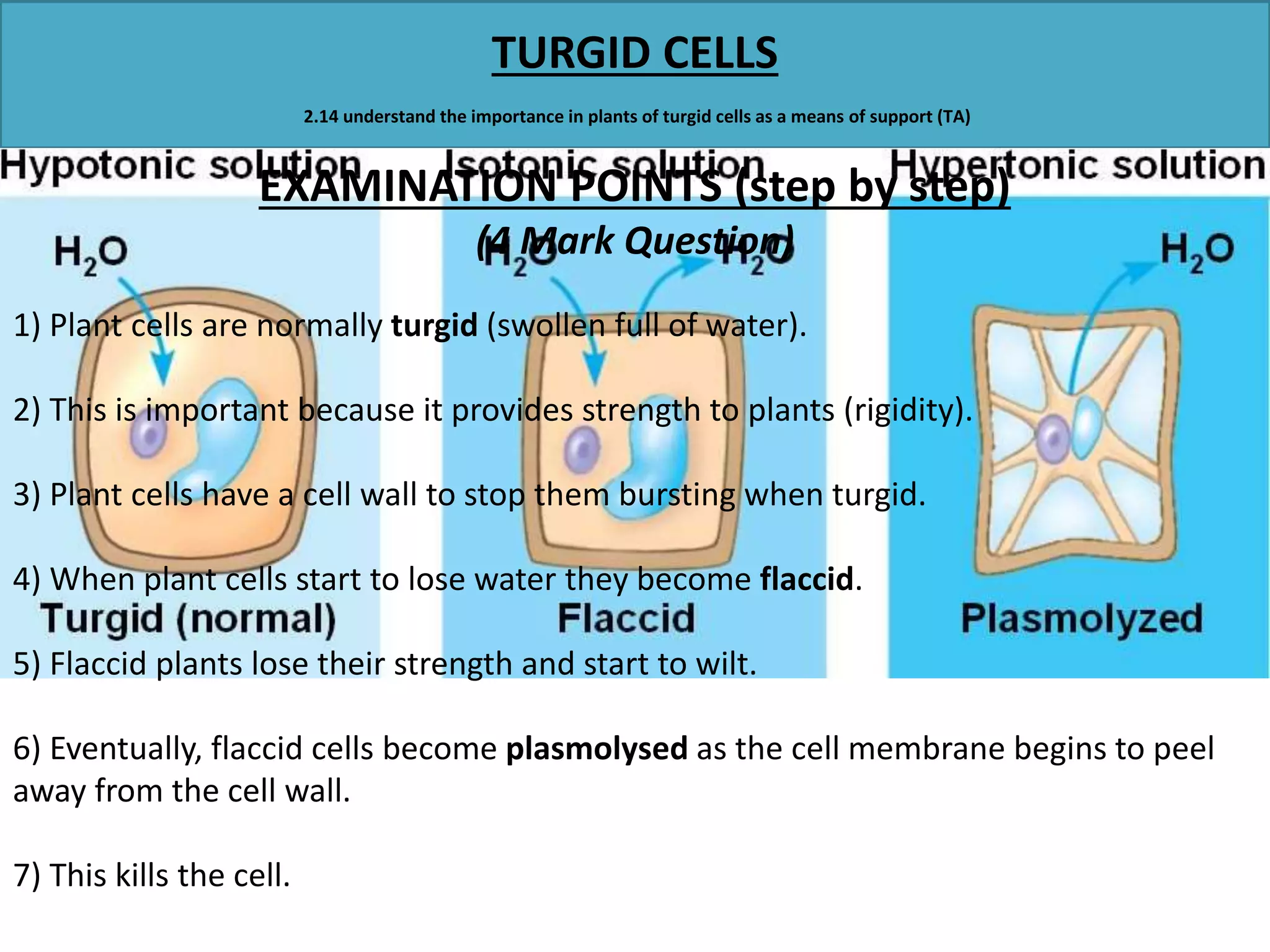 TURGID CELLS 
2.14 understand the importance in plants of turgid cells as a means of support (TA) 
EXAMINATION POINTS (step by step) 
(4 Mark Question) 
1) Plant cells are normally turgid (swollen full of water). 
2) This is important because it provides strength to plants (rigidity). 
3) Plant cells have a cell wall to stop them bursting when turgid. 
4) When plant cells start to lose water they become flaccid. 
5) Flaccid plants lose their strength and start to wilt. 
6) Eventually, flaccid cells become plasmolysed as the cell membrane begins to peel 
away from the cell wall. 
7) This kills the cell. 
 