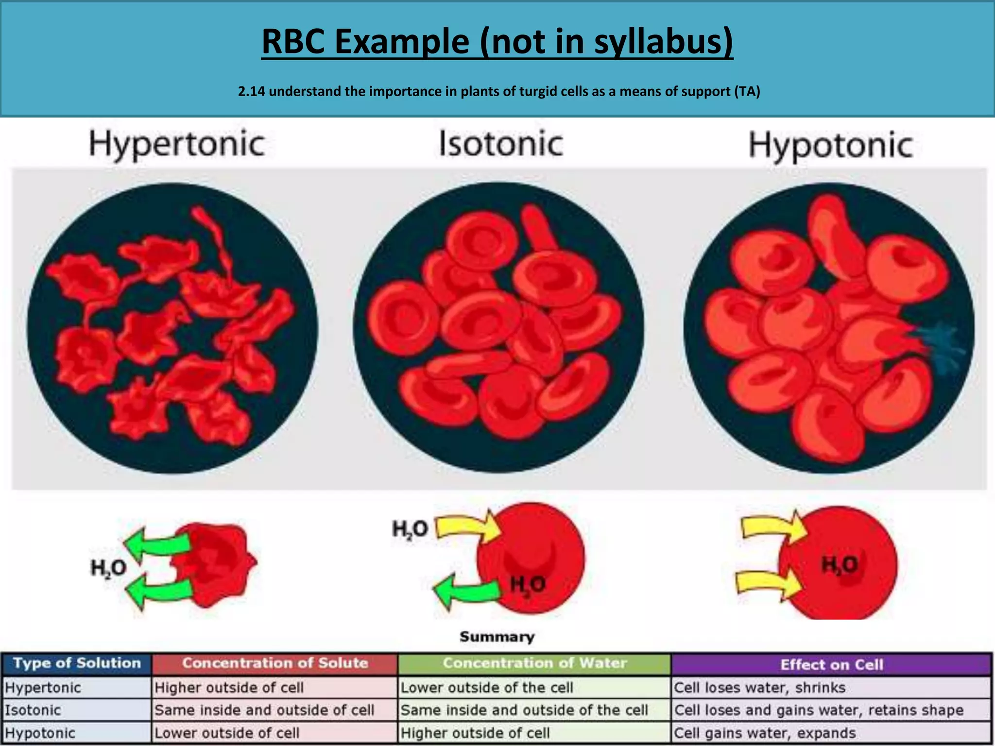 RBC Example (not in syllabus) 
2.14 understand the importance in plants of turgid cells as a means of support (TA) 
 