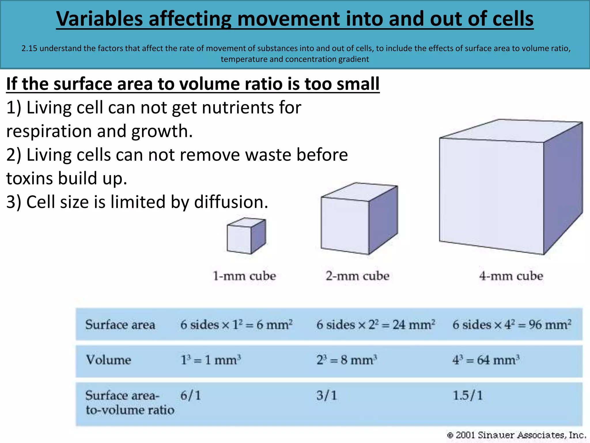 Variables affecting movement into and out of cells 
2.15 understand the factors that affect the rate of movement of substances into and out of cells, to include the effects of surface area to volume ratio, 
temperature and concentration gradient 
If the surface area to volume ratio is too small 
1) Living cell can not get nutrients for 
respiration and growth. 
2) Living cells can not remove waste before 
toxins build up. 
3) Cell size is limited by diffusion. 
 
