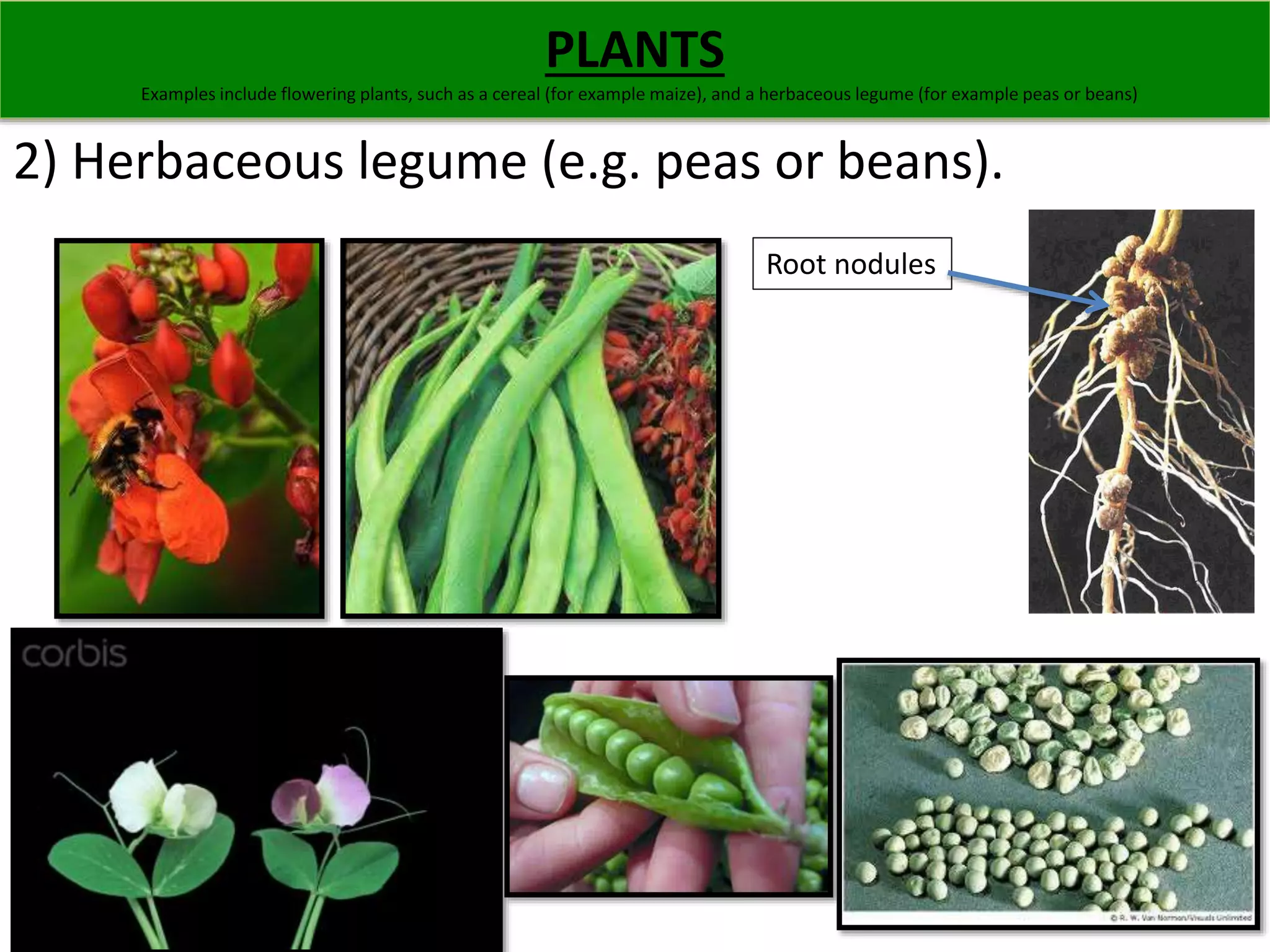 PLANTS 
Examples include flowering plants, such as a cereal (for example maize), and a herbaceous legume (for example peas or beans) 
2) Herbaceous legume (e.g. peas or beans). 
Root nodules 
 