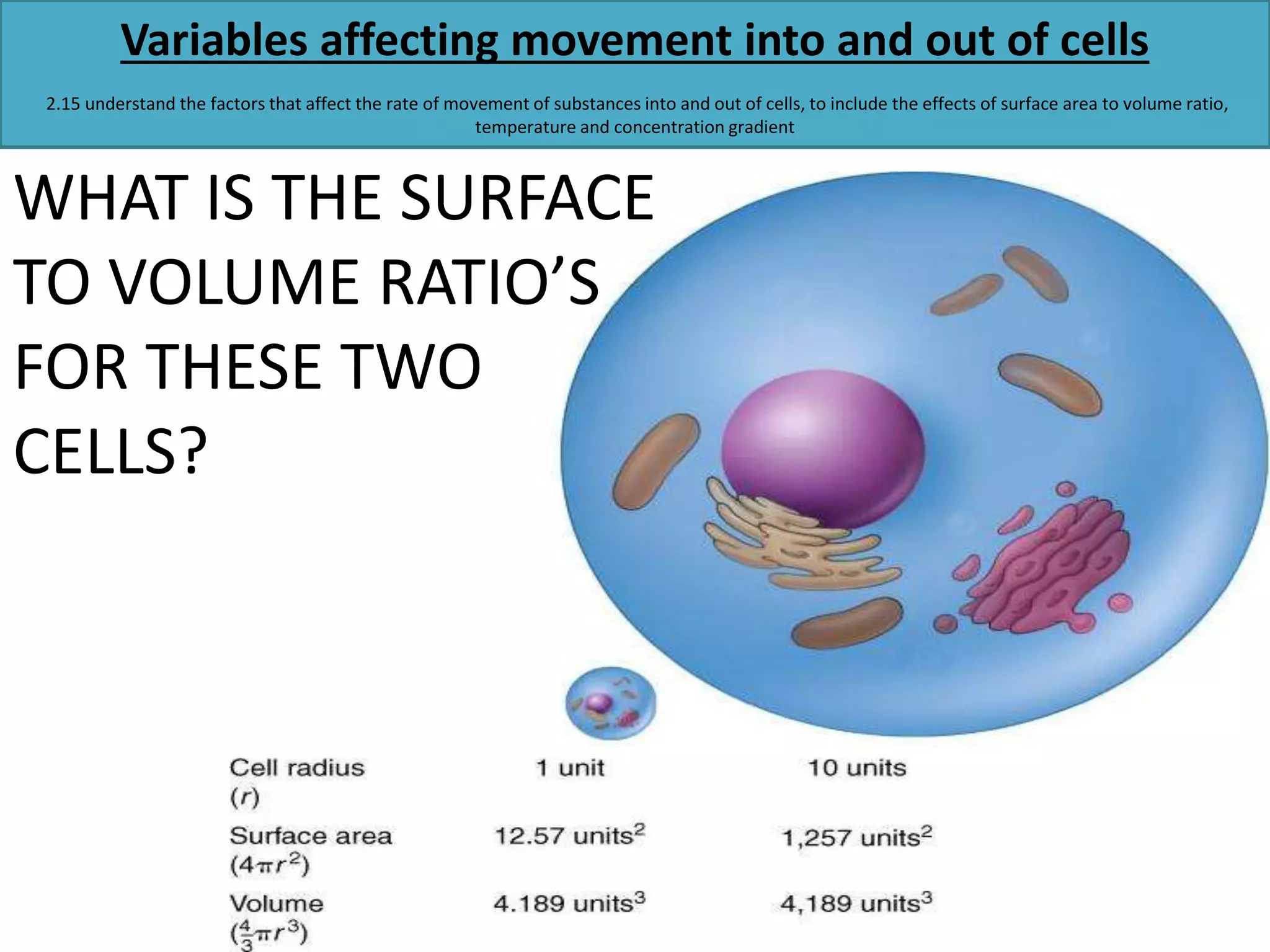 Variables affecting movement into and out of cells 
2.15 understand the factors that affect the rate of movement of substances into and out of cells, to include the effects of surface area to volume ratio, 
temperature and concentration gradient 
WHAT IS THE SURFACE 
TO VOLUME RATIO’S 
FOR THESE TWO 
CELLS? 
 