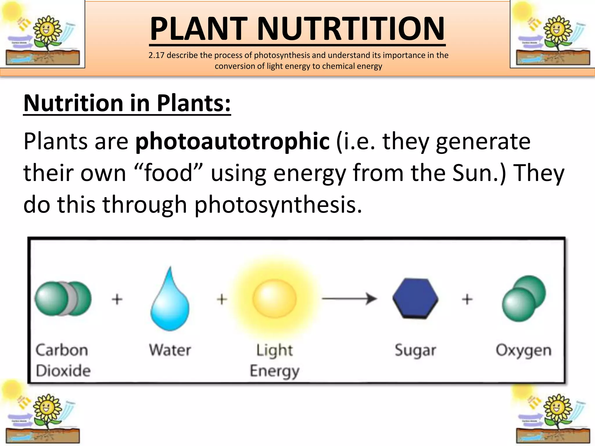 PLANT NUTRTITION 
2.17 describe the process of photosynthesis and understand its importance in the 
conversion of light energy to chemical energy 
Nutrition in Plants: 
Plants are photoautotrophic (i.e. they generate 
their own “food” using energy from the Sun.) They 
do this through photosynthesis. 
 
