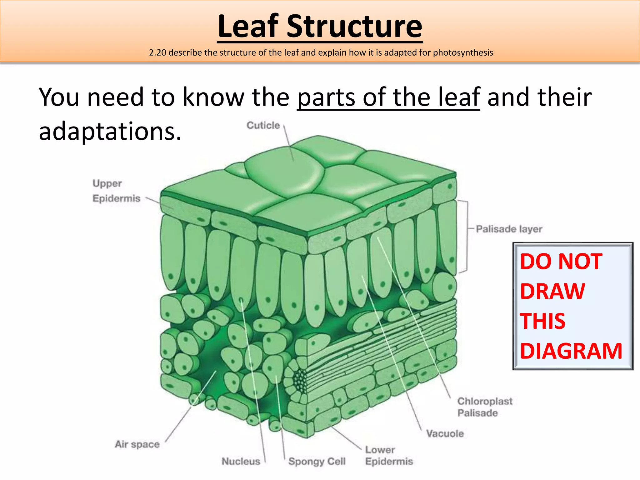 Leaf Structure 
2.20 describe the structure of the leaf and explain how it is adapted for photosynthesis 
You need to know the parts of the leaf and their 
adaptations. 
DO NOT 
DRAW 
THIS 
DIAGRAM 
 